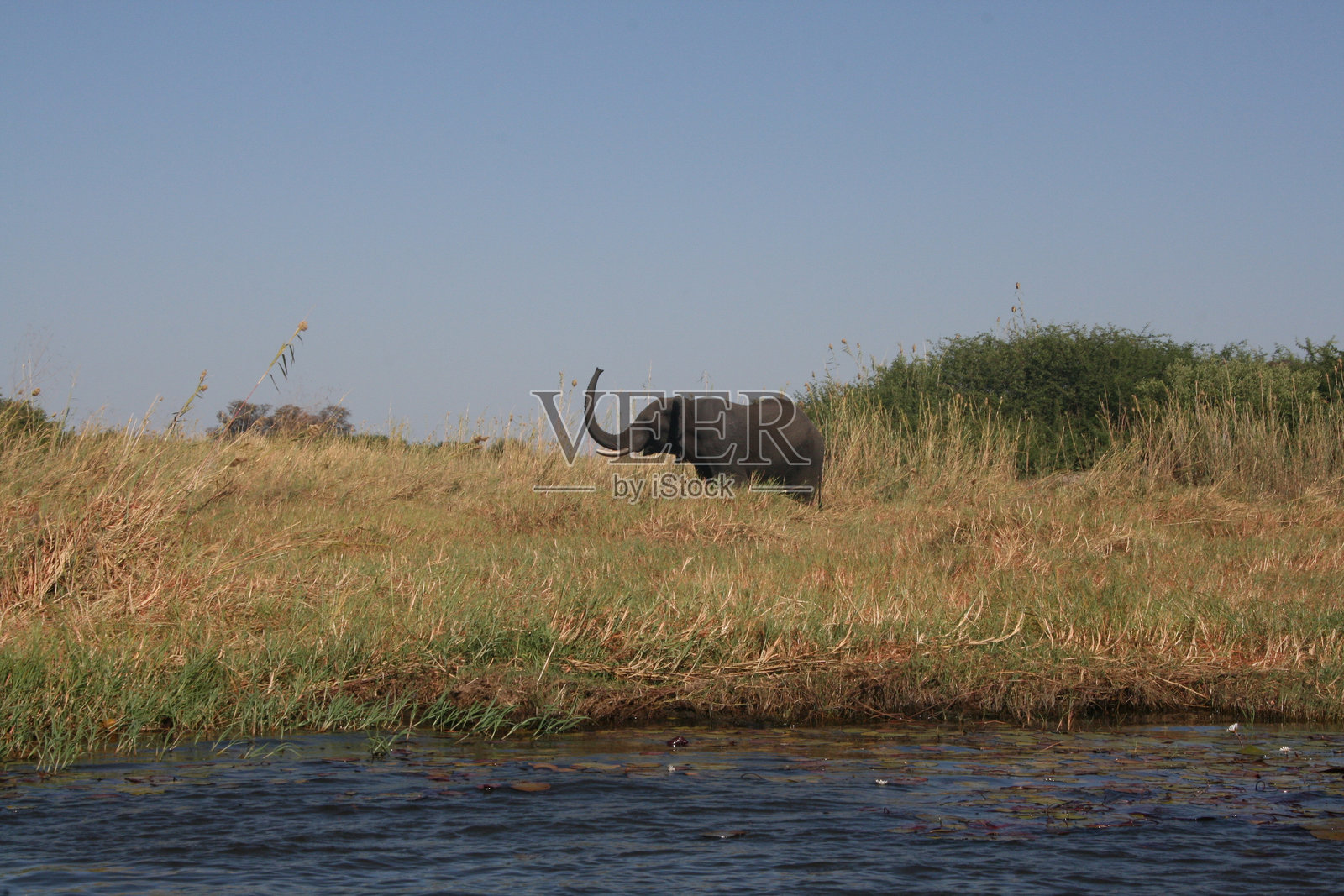 年轻的孤独大象在非洲，鼻子高高翘起照片摄影图片