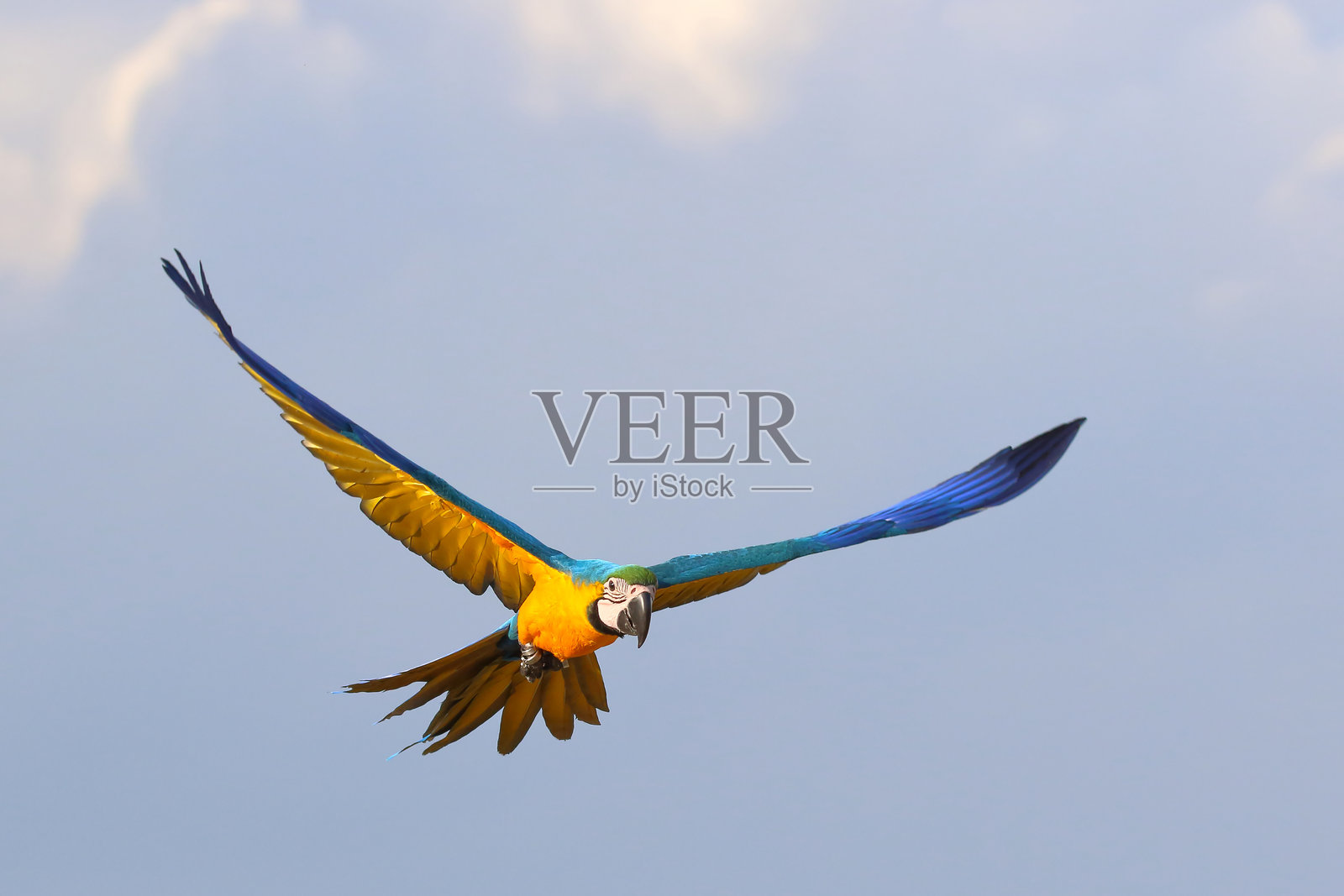 鹦鹉照片摄影图片