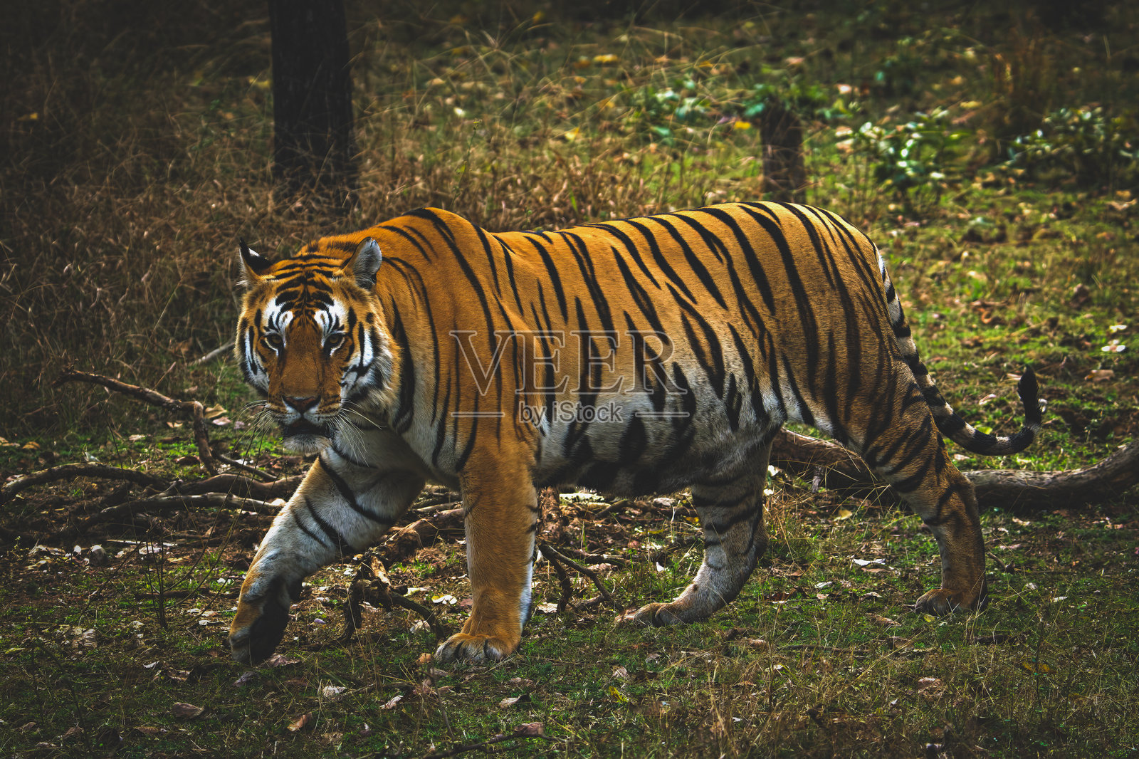 •皇家孟加拉虎•班达夫加尔国家公园•印度•照片摄影图片