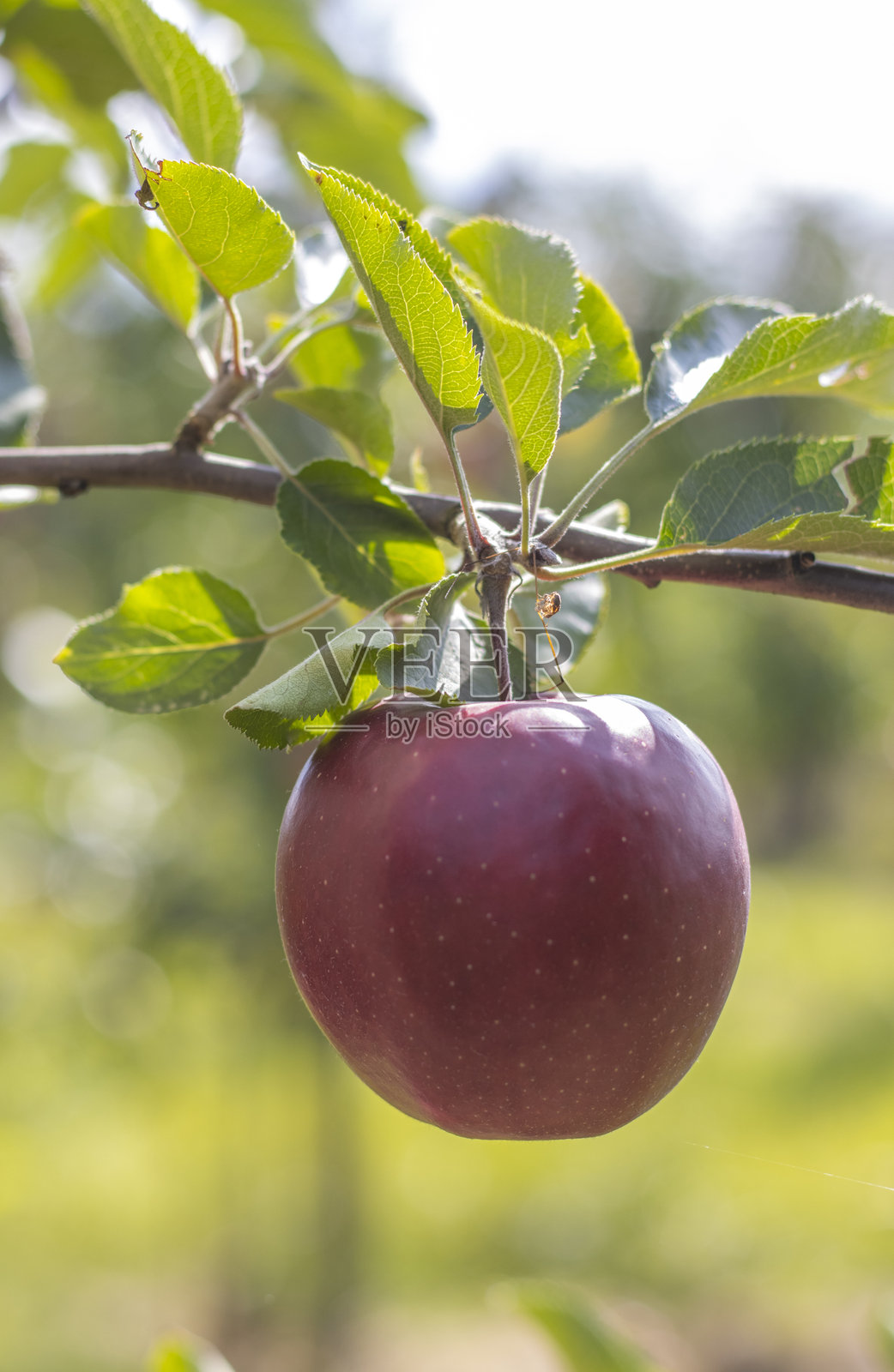 成熟的苹果在苹果种植园上照片摄影图片
