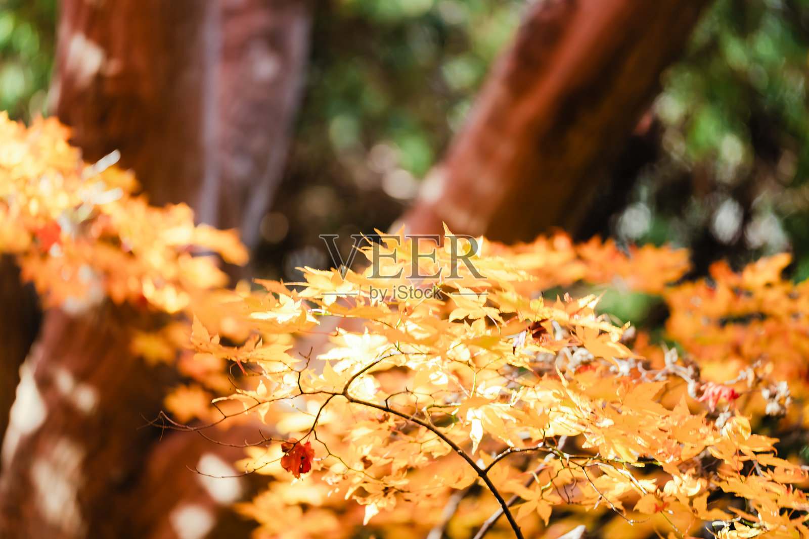 京都美丽的彩色树叶。照片摄影图片