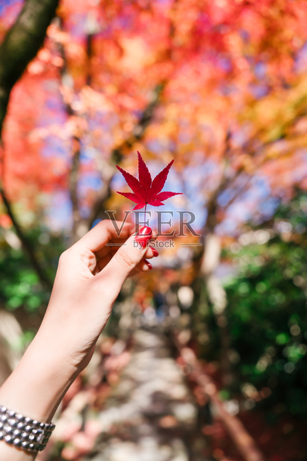 京都美丽的彩色树叶。照片摄影图片