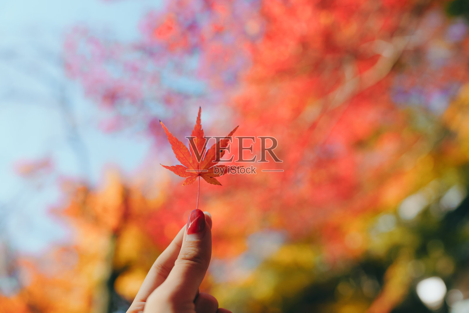 京都美丽的彩色树叶。照片摄影图片