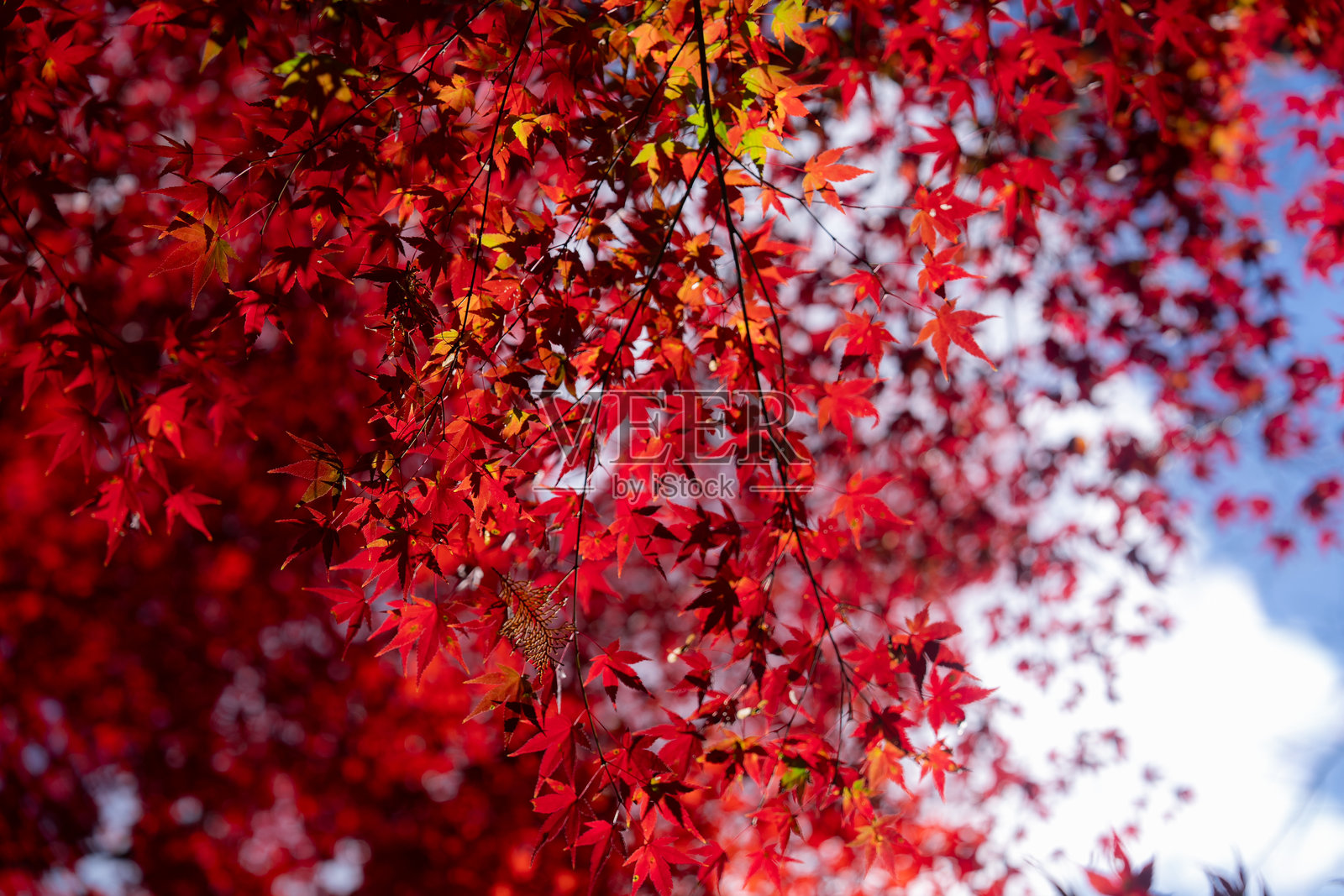 京都美丽的彩色树叶。照片摄影图片