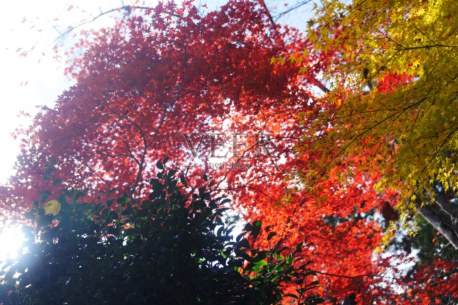 京都美丽的彩色树叶。照片摄影图片