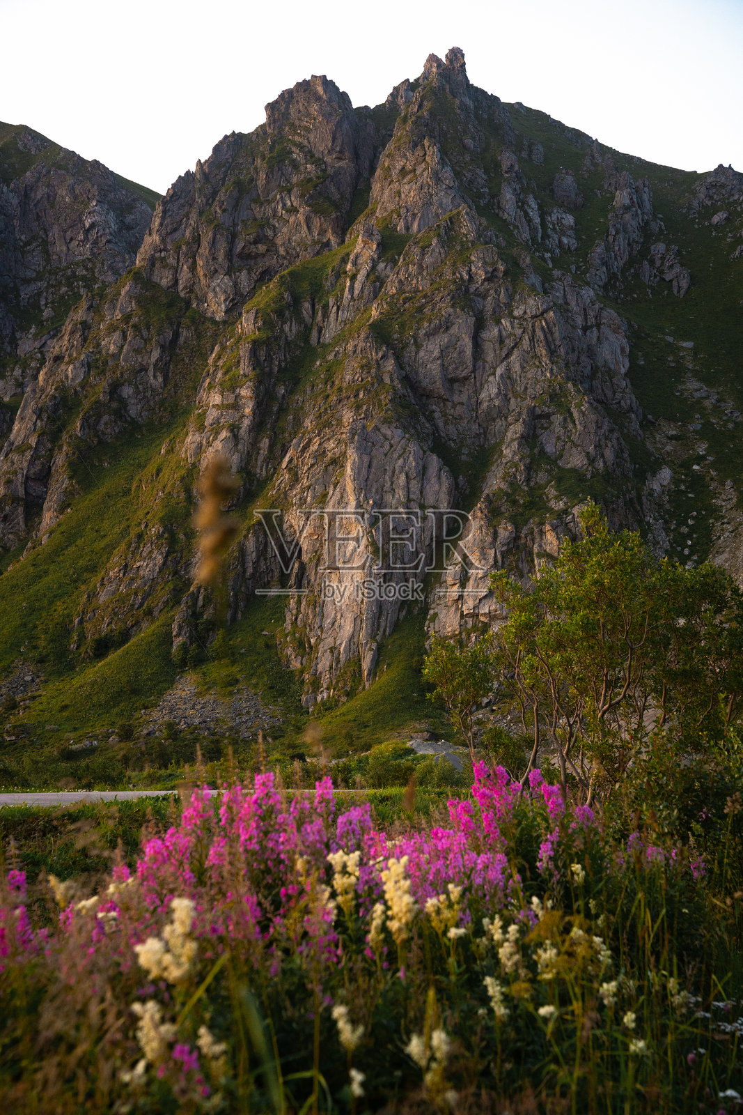 壮丽而令人叹为观止的山脉，点缀着在日落时分闪耀的五彩野花照片摄影图片
