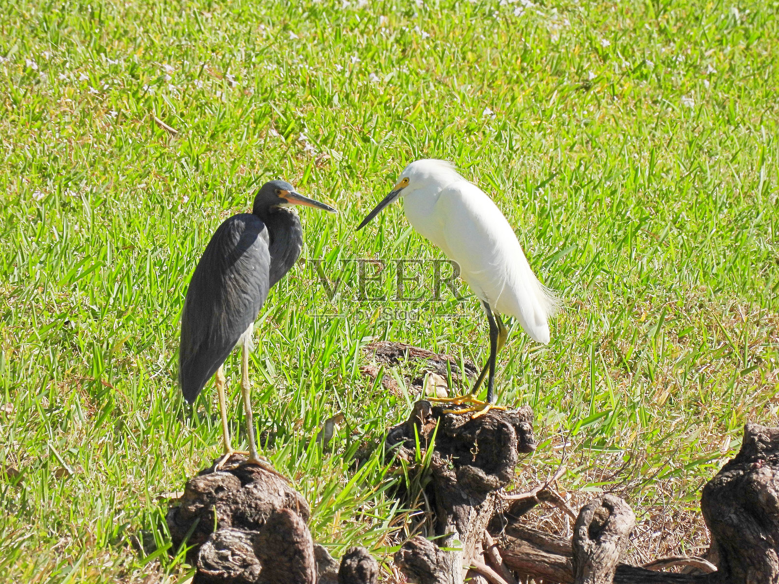 三色鹭与白鹭 - 休息中照片摄影图片
