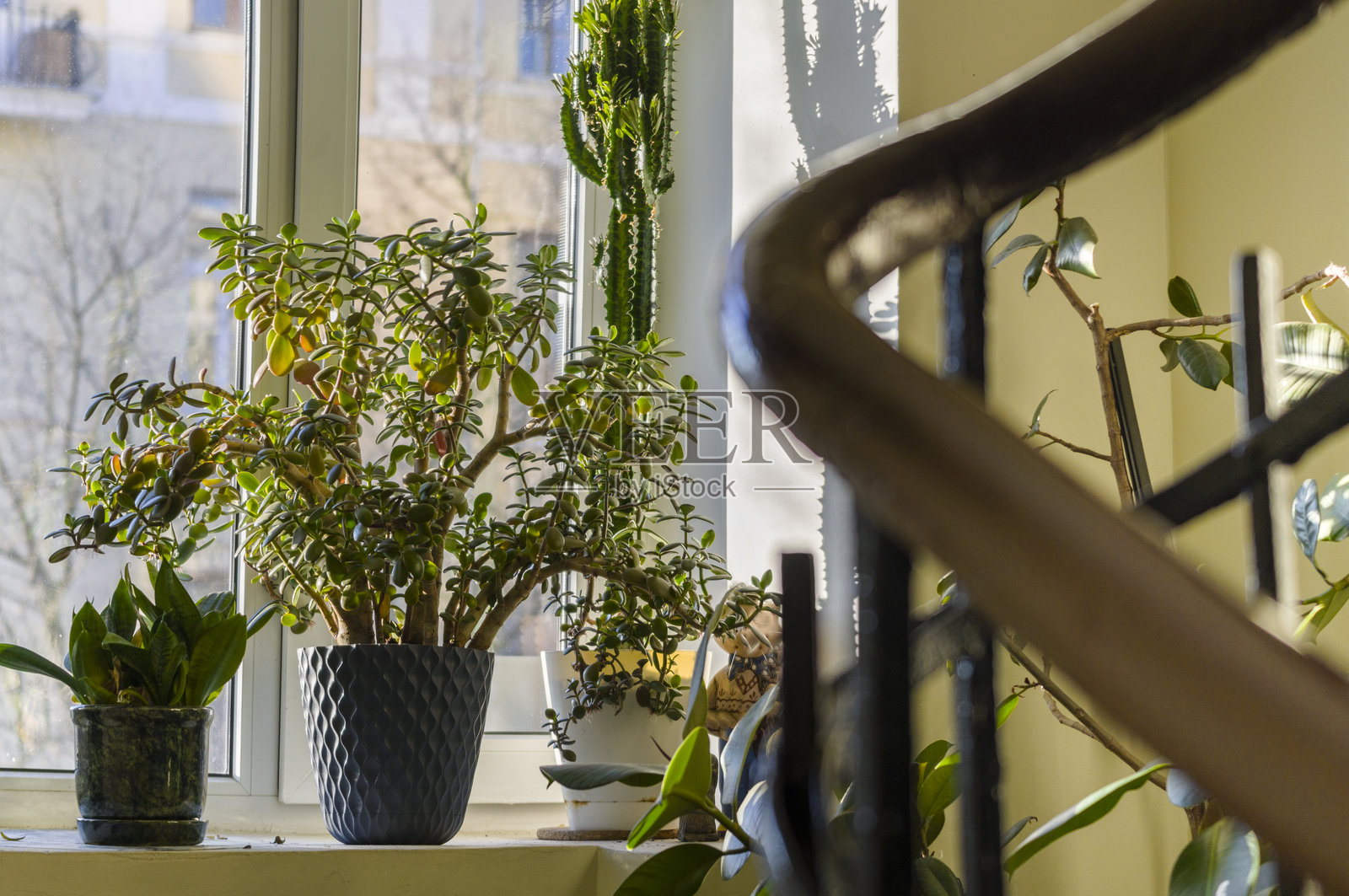 一堆盆栽室内植物照片摄影图片