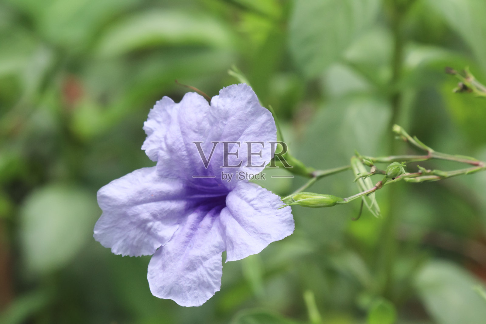 墨西哥紫花地丁或墨西哥蓝钟花照片摄影图片