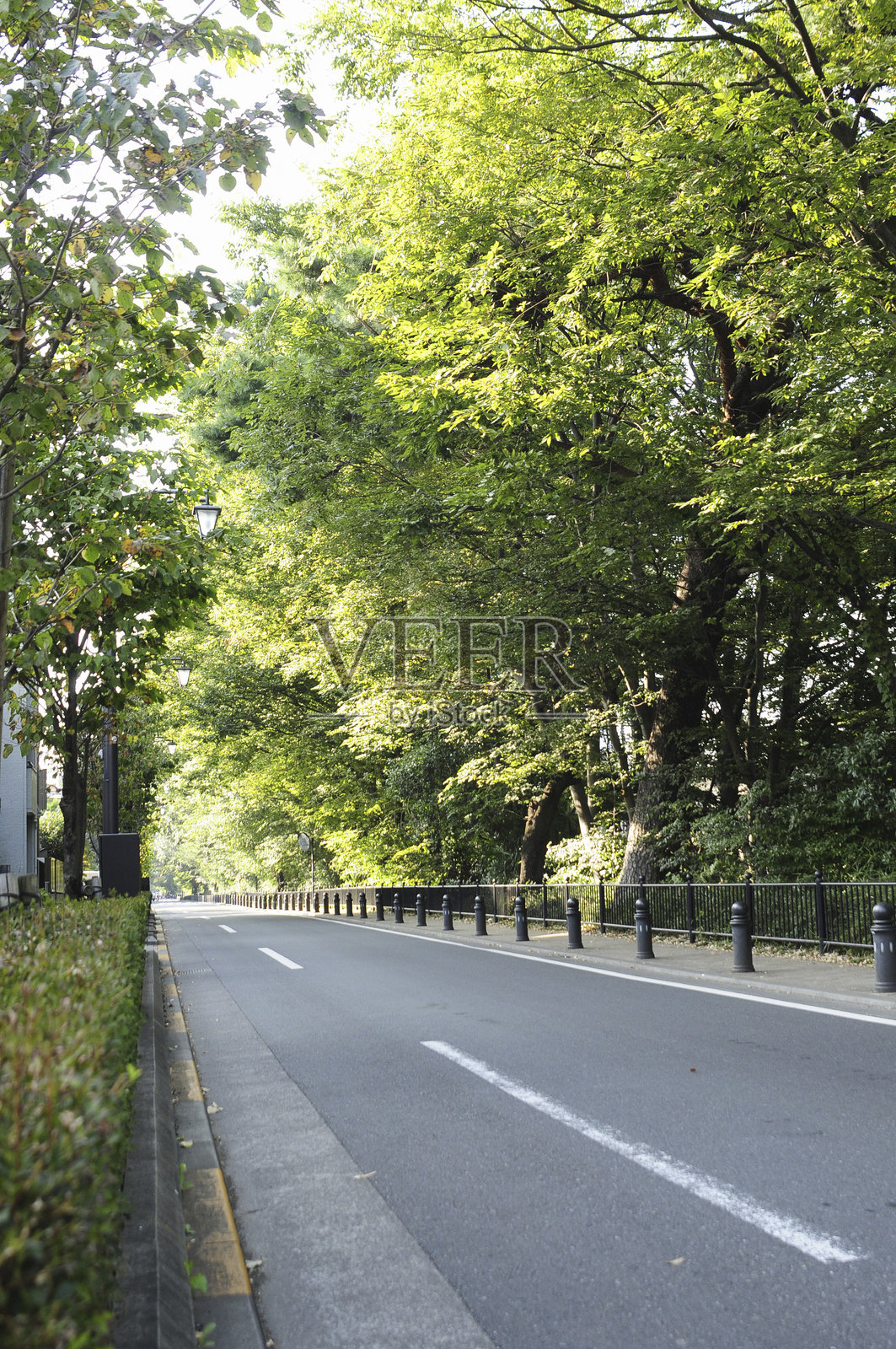志村缘宅林荫道照片摄影图片