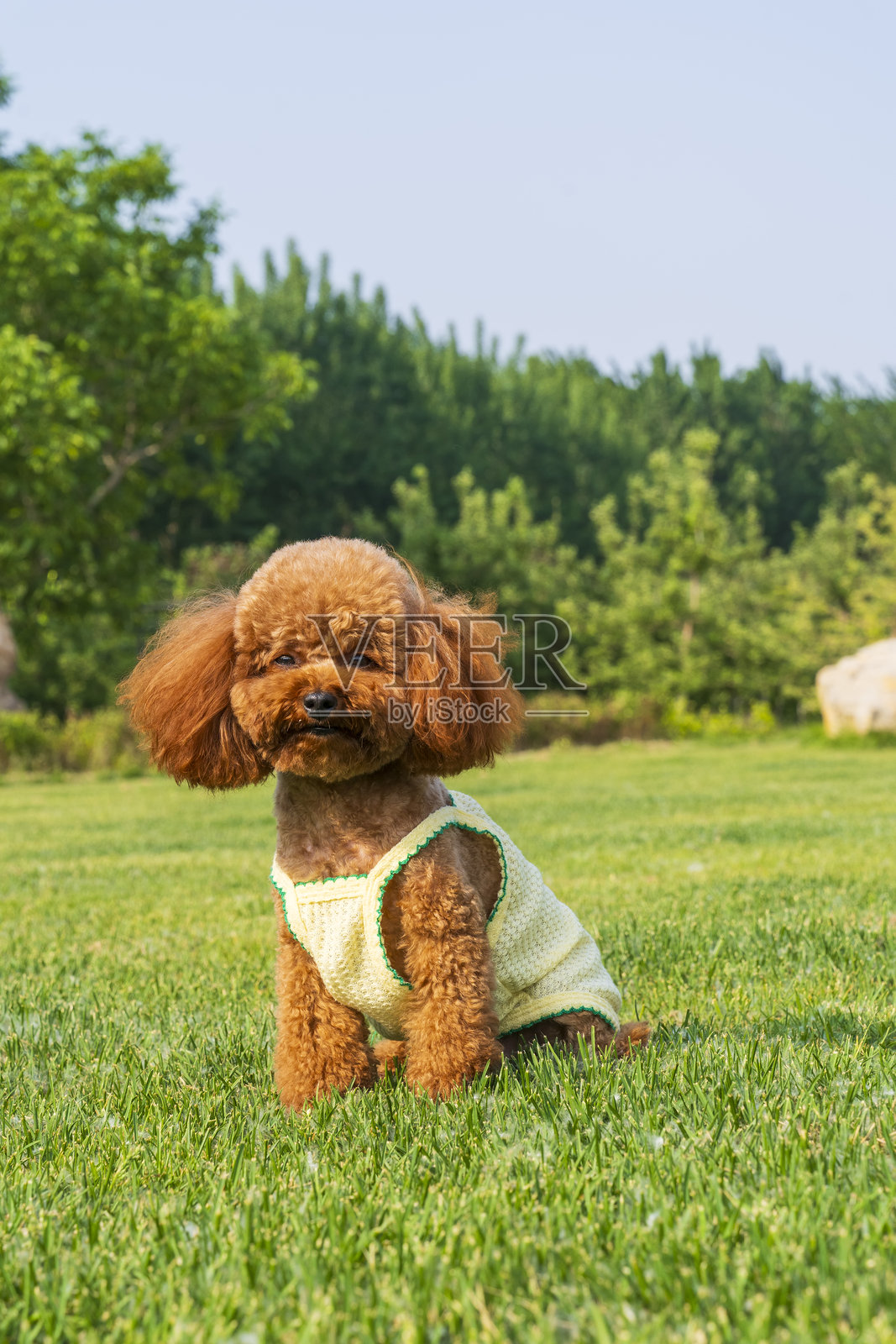 秋天的玩具贵宾犬照片摄影图片