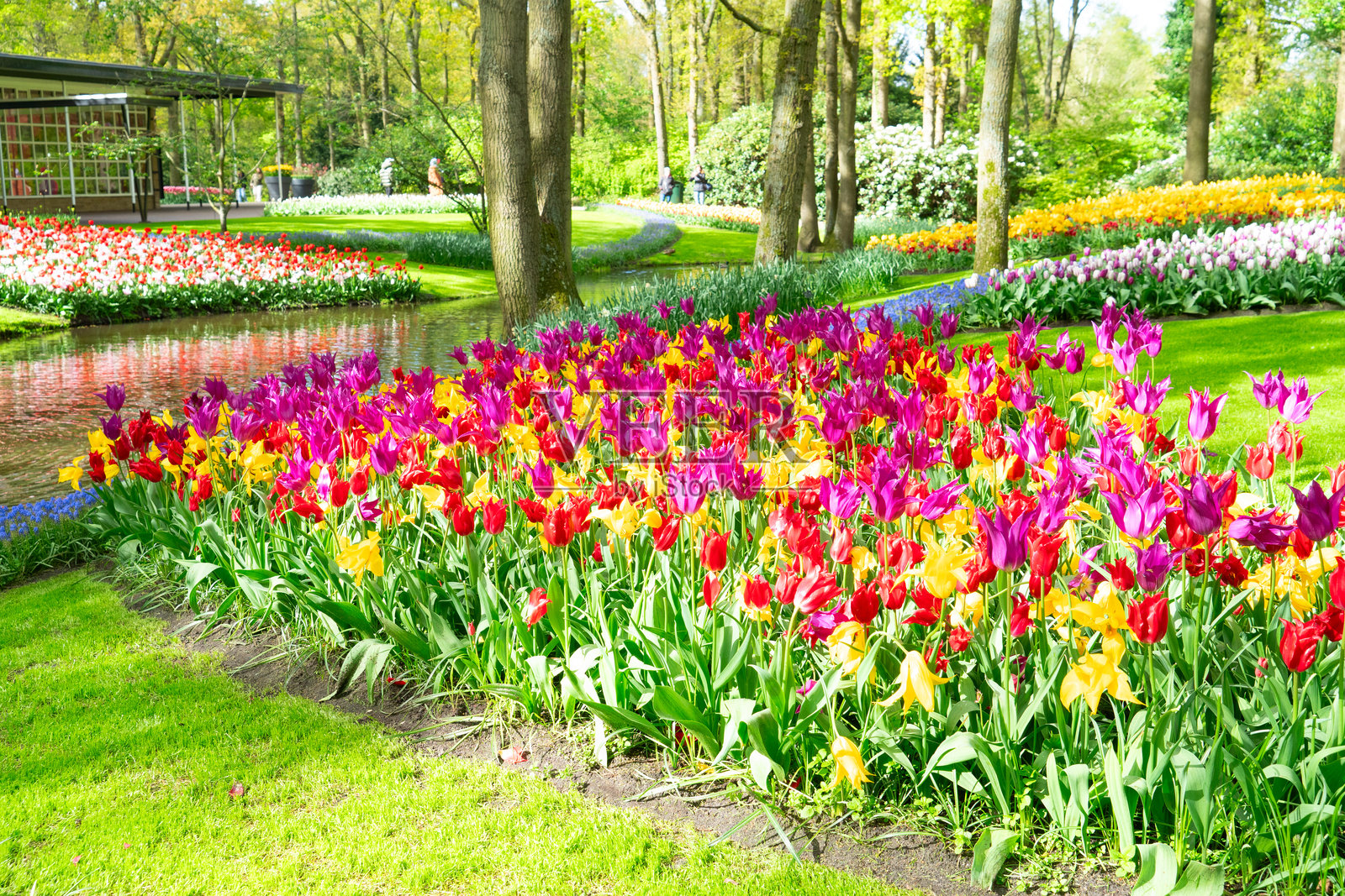 一排排郁金香花照片摄影图片