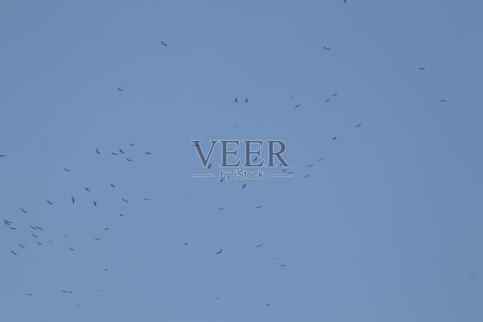 亚洲开口鸥在蓝天背景下飞翔照片摄影图片