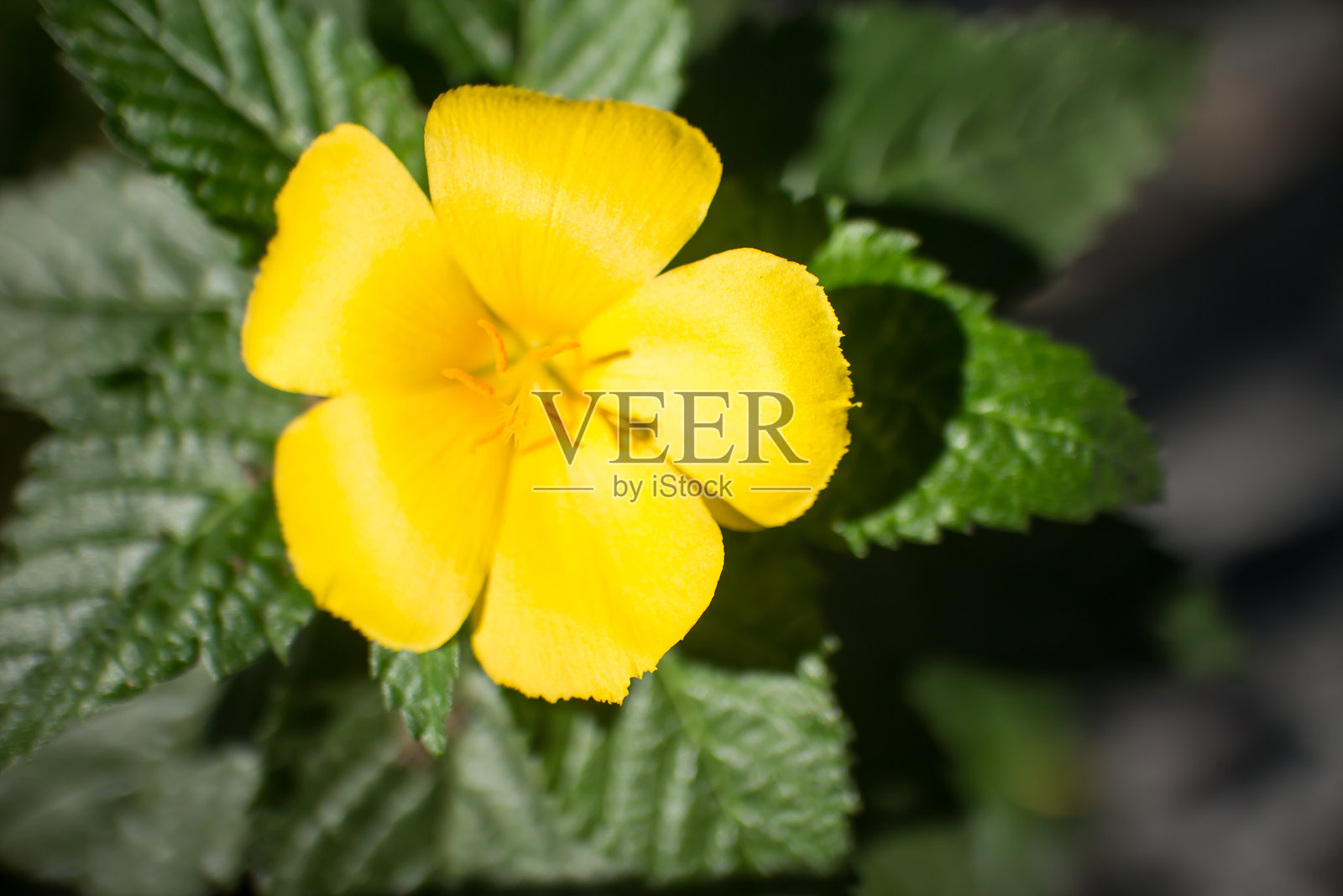 鼠尾草、玫瑰、黄杨、黄花毛茛、黄花千屈菜照片摄影图片