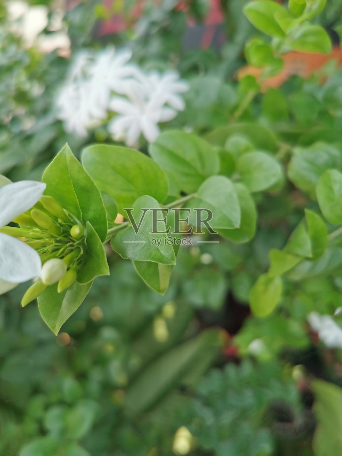 白色花朵正在盛开照片摄影图片