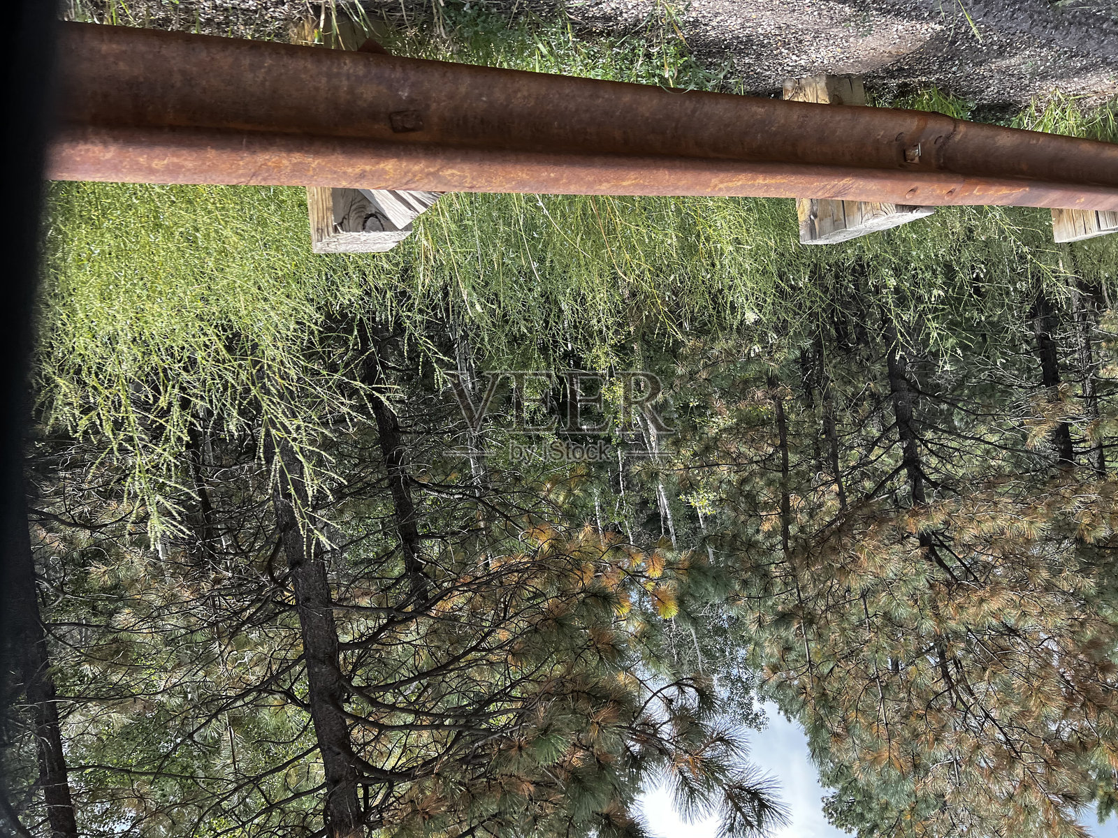 通过障碍物看到的森林景观照片摄影图片