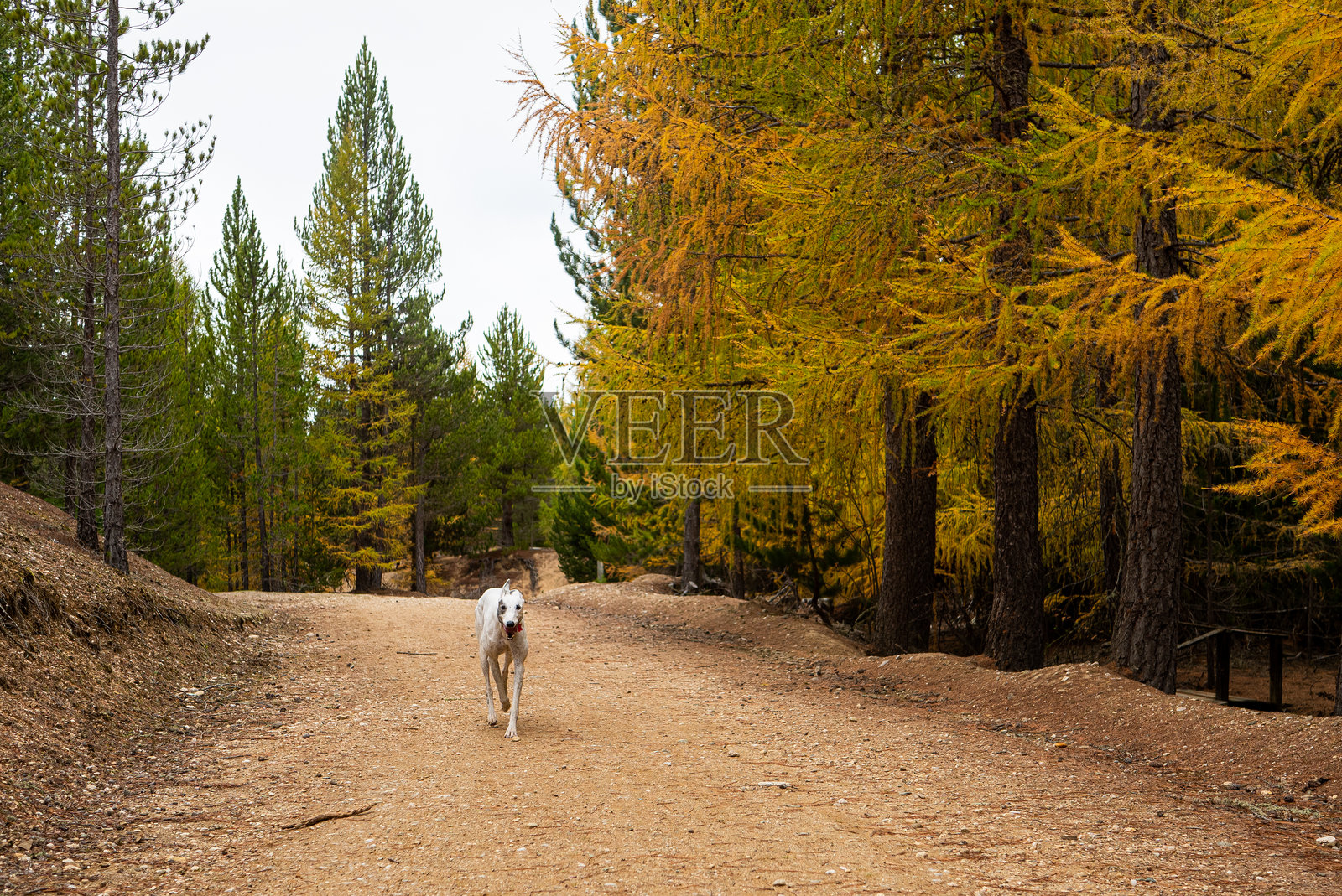 灰狗在松树林中奔跑照片摄影图片