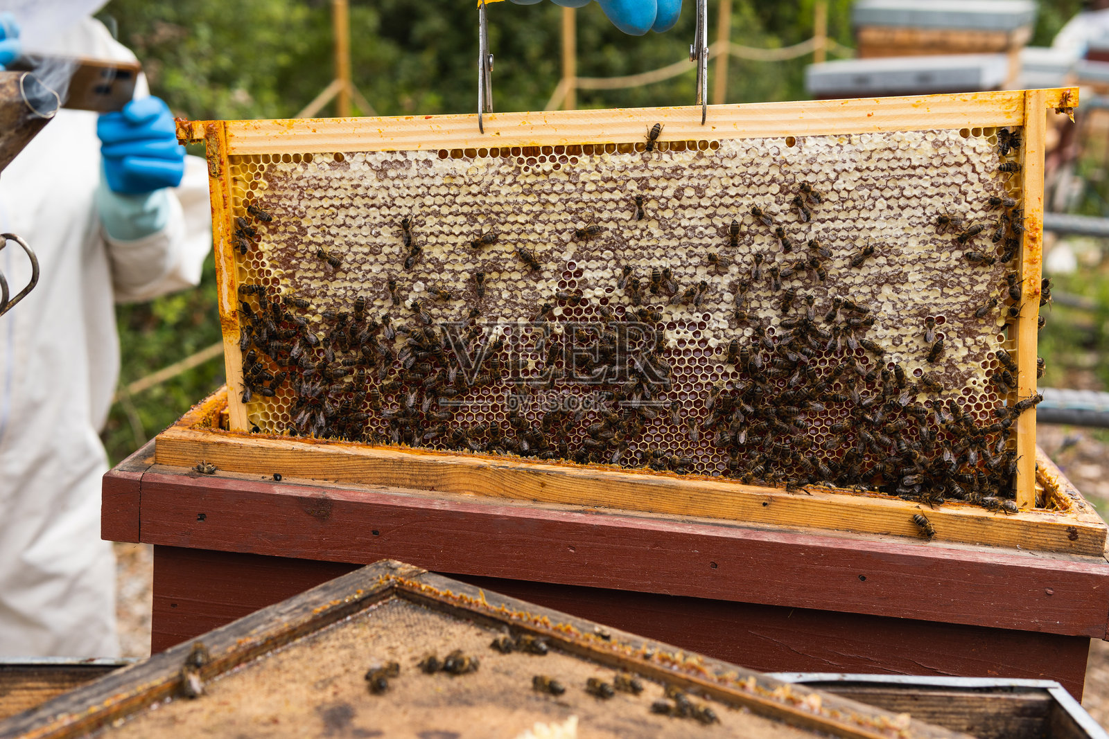 匿名养蜂人和蜂巢在蜂场中照片摄影图片