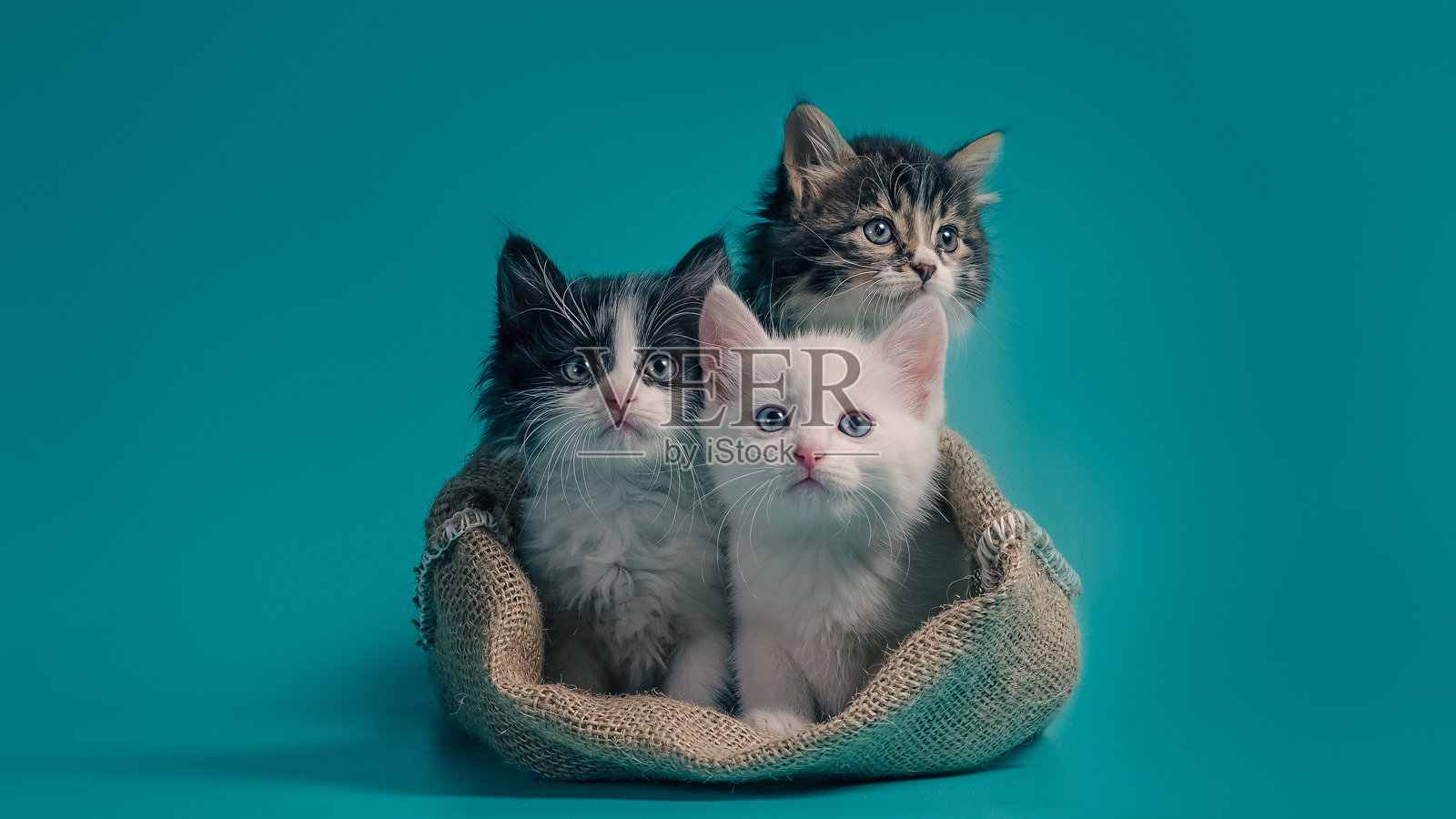 三个小猫在一个袋子里，背景是青绿色的。照片摄影图片