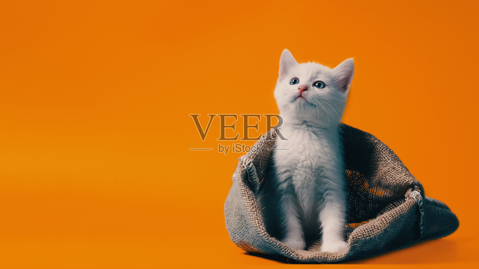 橙色背景上的白色小猫在袋子里照片摄影图片