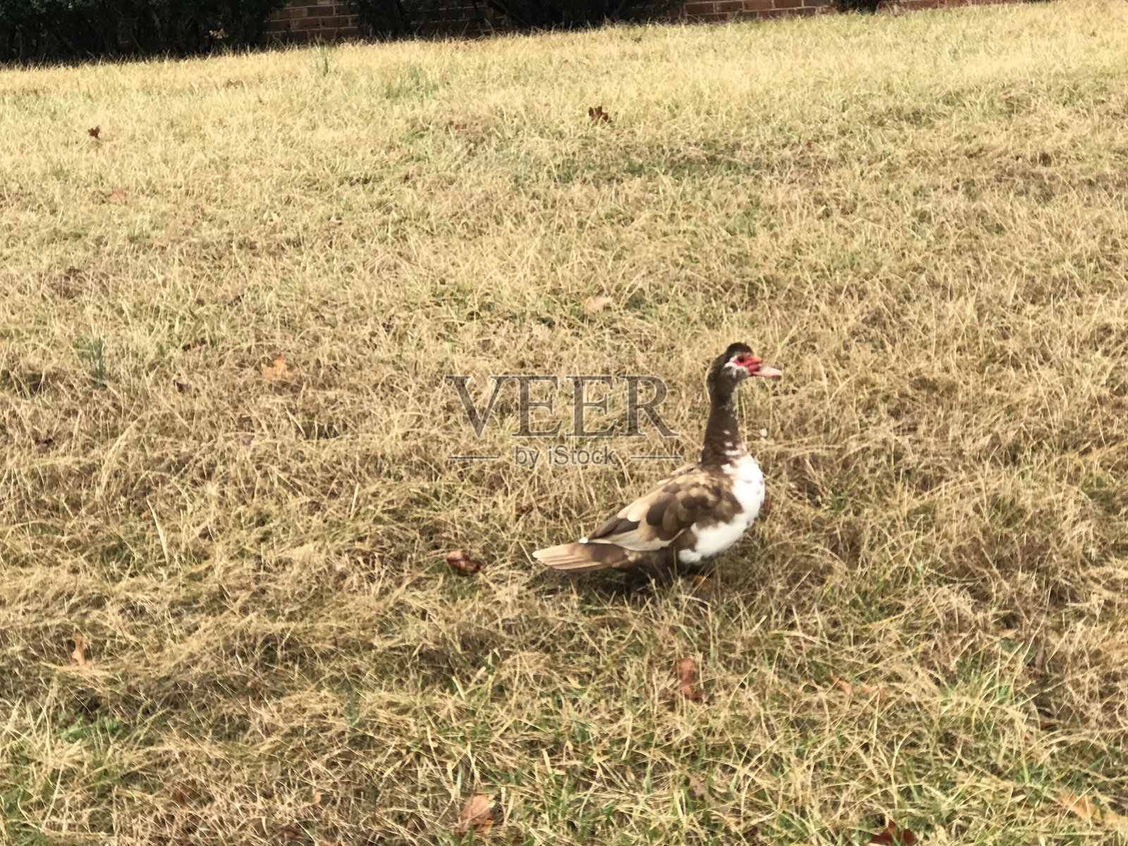 穆斯科维鸭照片摄影图片