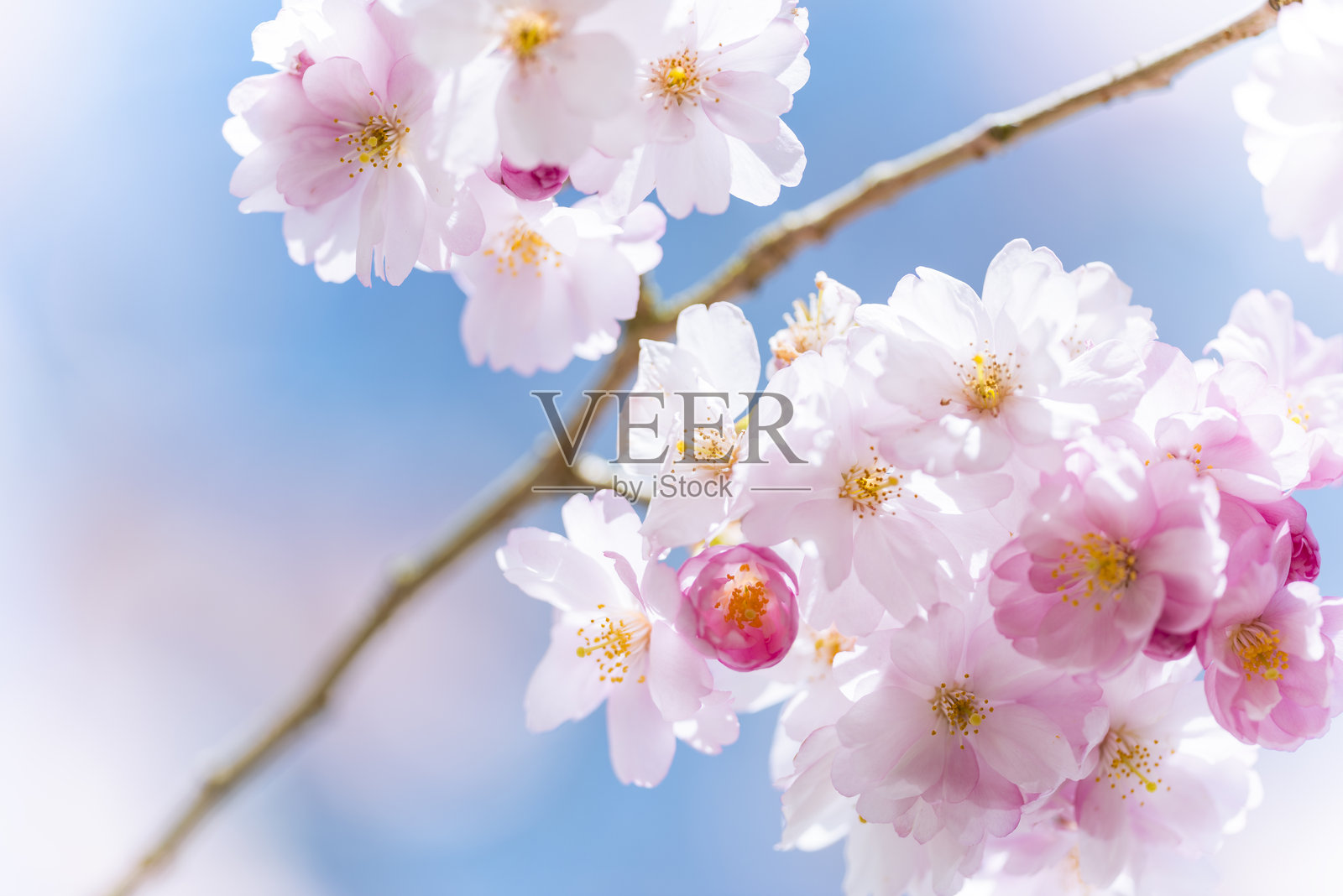 新鲜美丽的樱花照片摄影图片