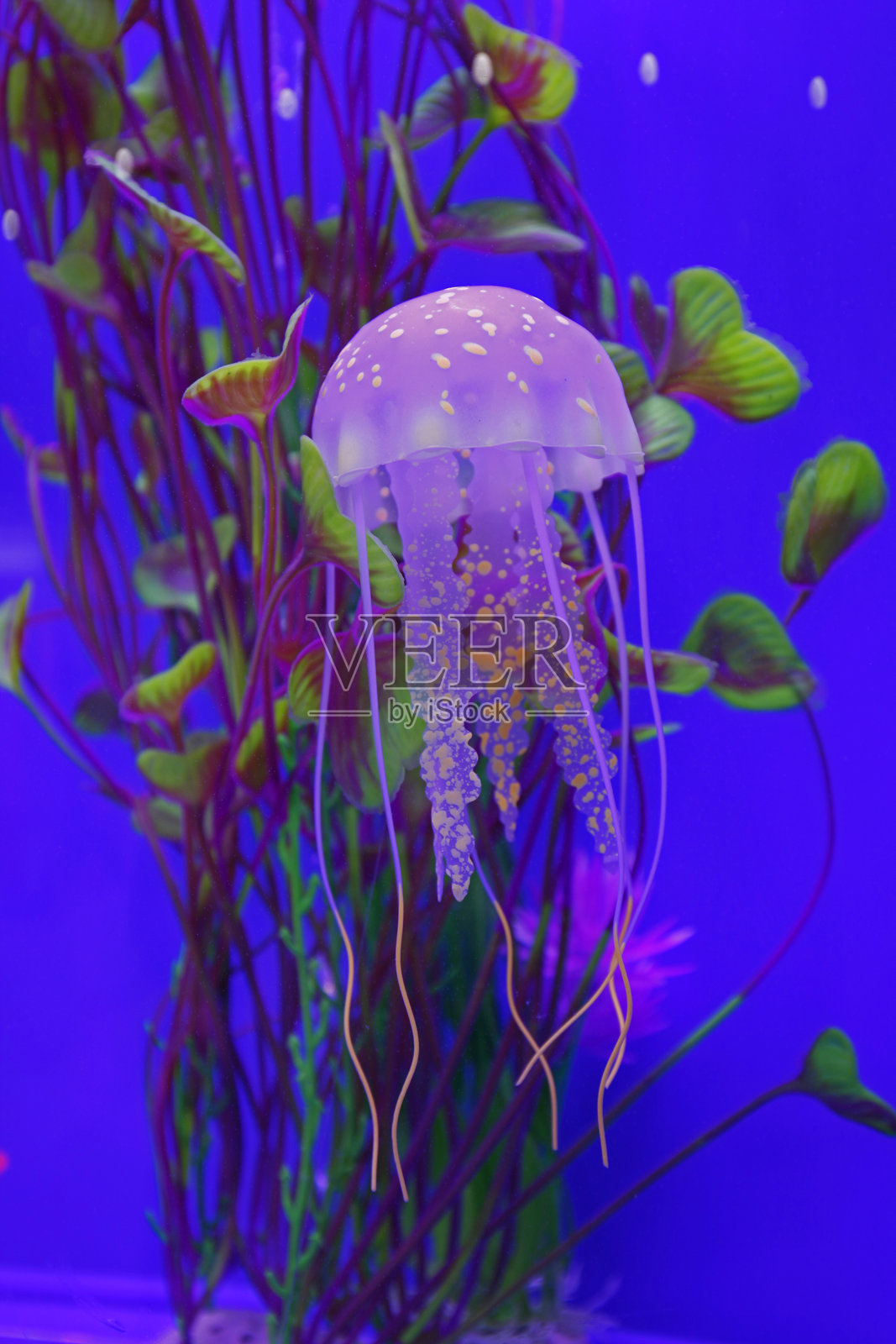 水母照片摄影图片