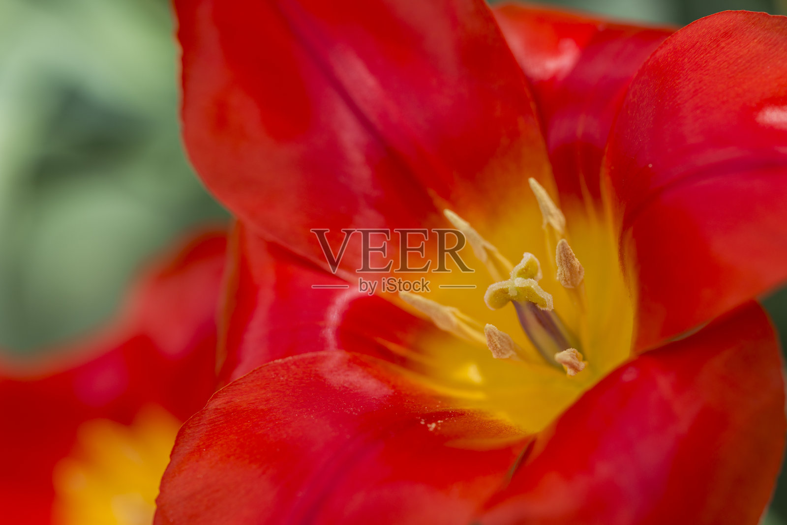 Tulipa vvedenskyi照片摄影图片