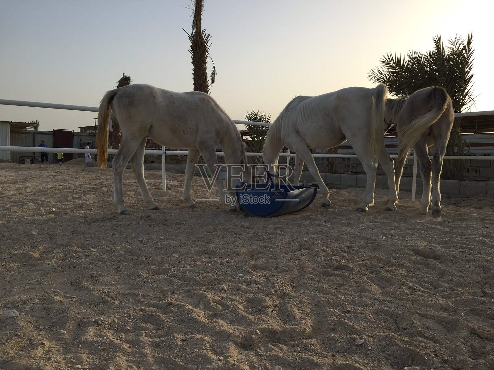 马照片摄影图片