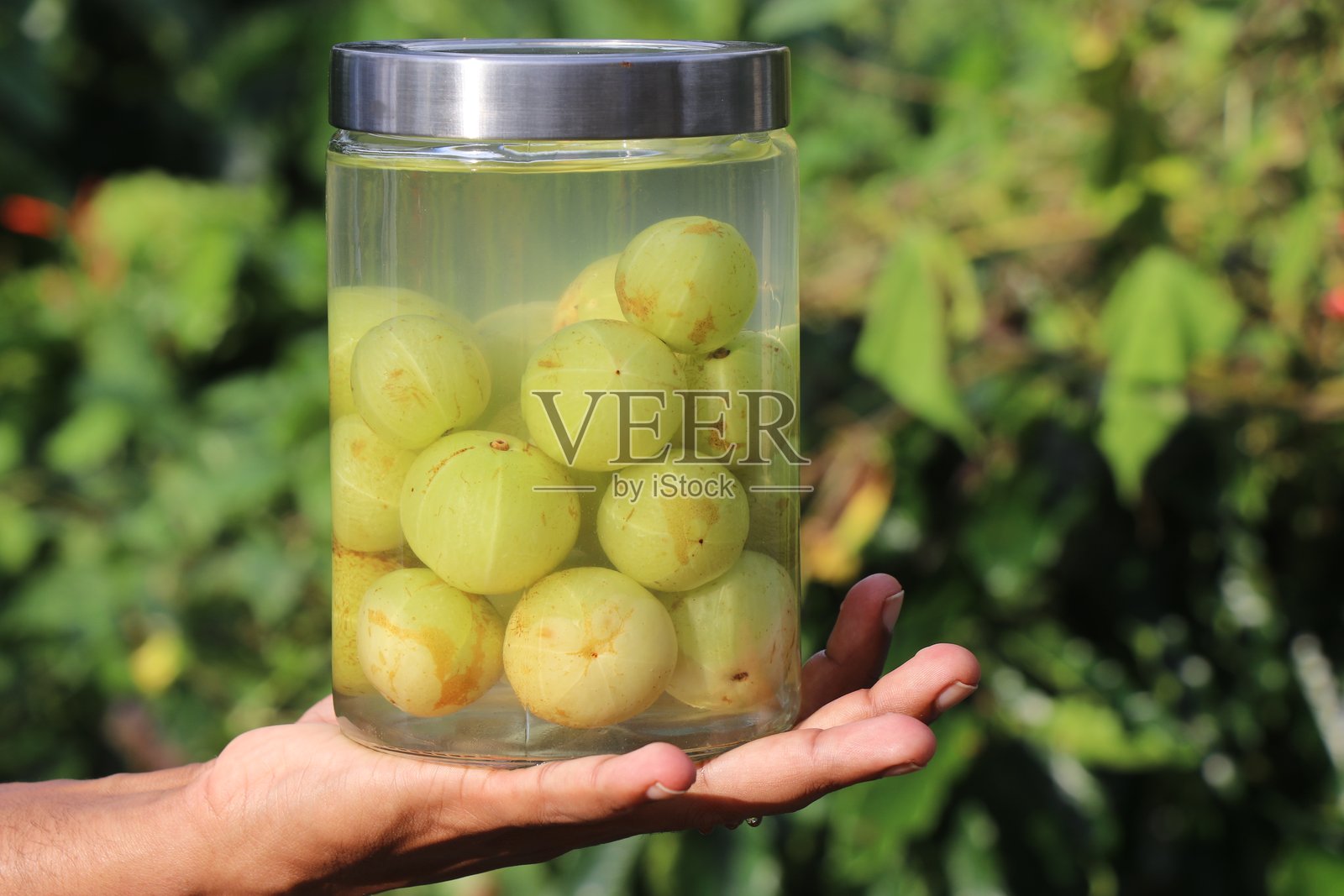 手中拿着一罐盐腌的醋栗，也称为阿姆拉，背景自然。照片摄影图片