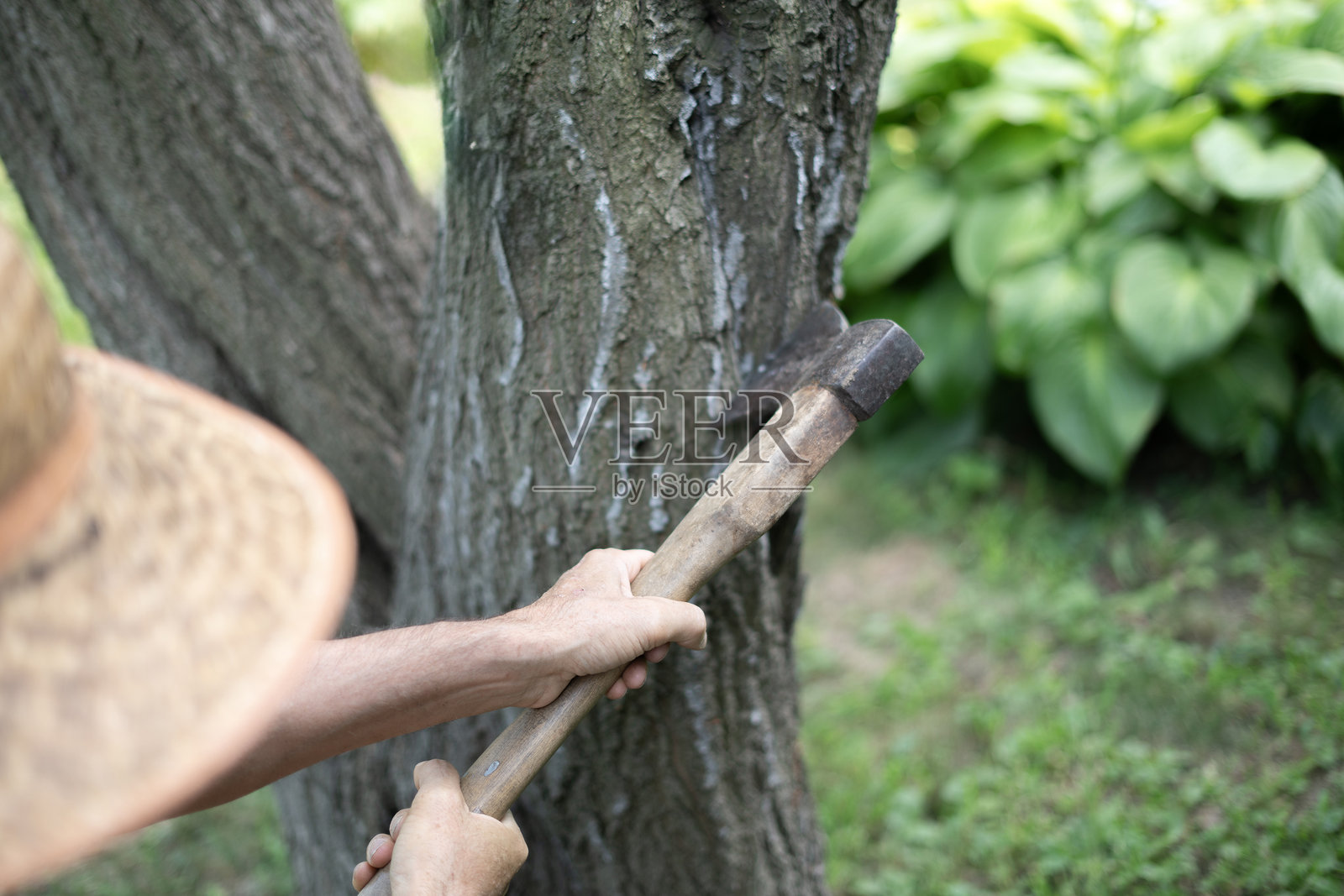 这个动作捕捉到一个人握着手斧，准备在晴朗的天空下切割一棵坚固树木的树皮，周围是生机勃勃的自然环境。照片摄影图片