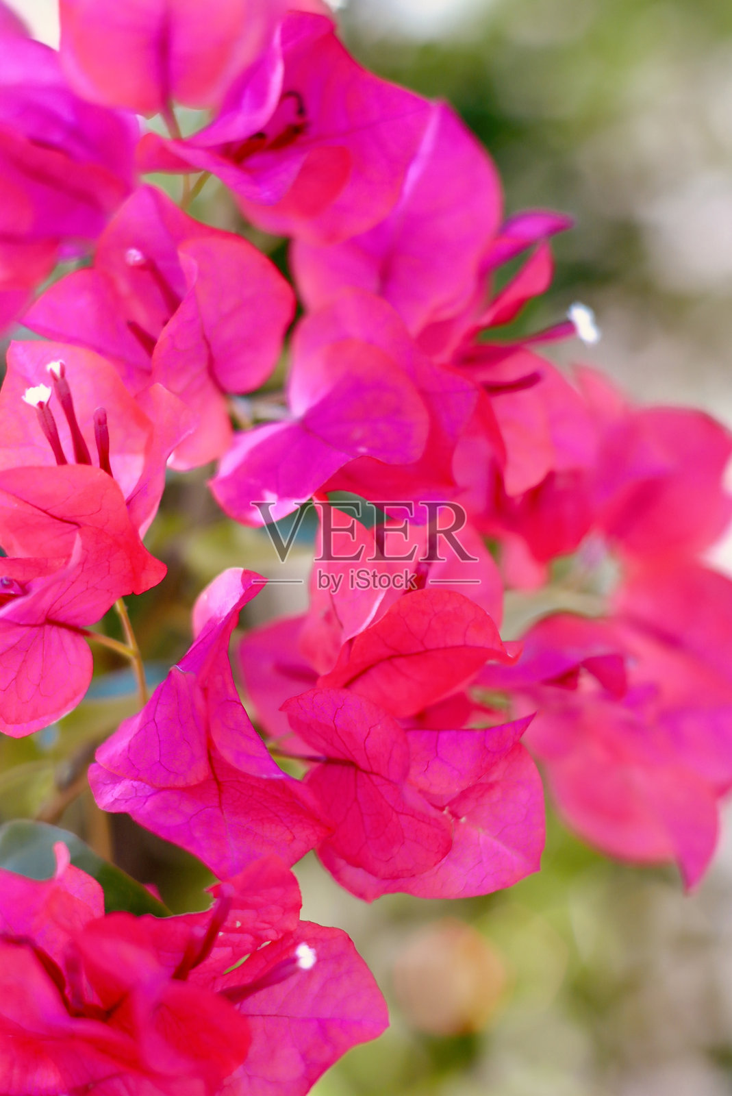 近距离拍摄的九重葛花照片摄影图片