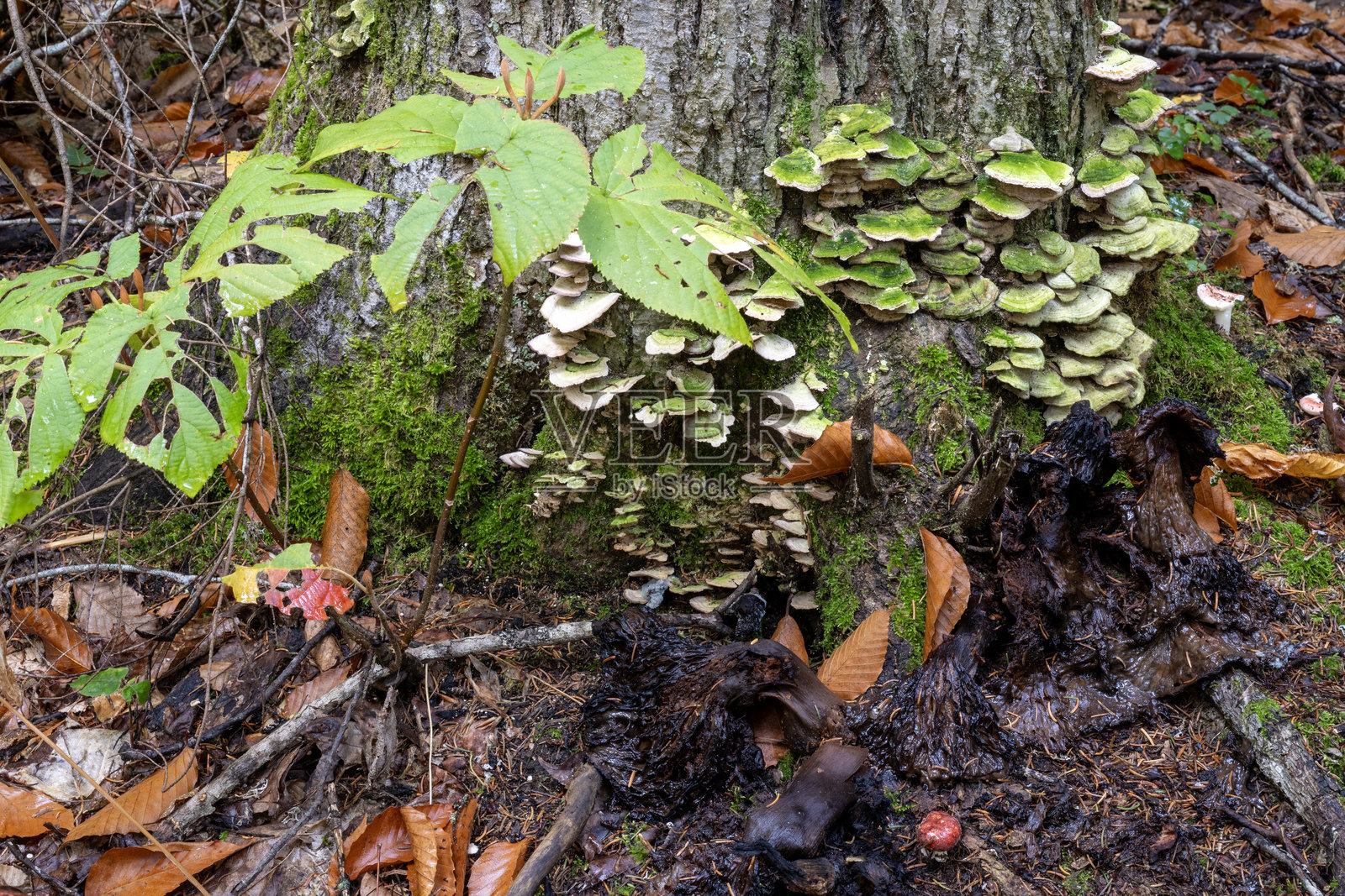 拉莫里西国家公园森林中的树干上的蘑菇照片摄影图片