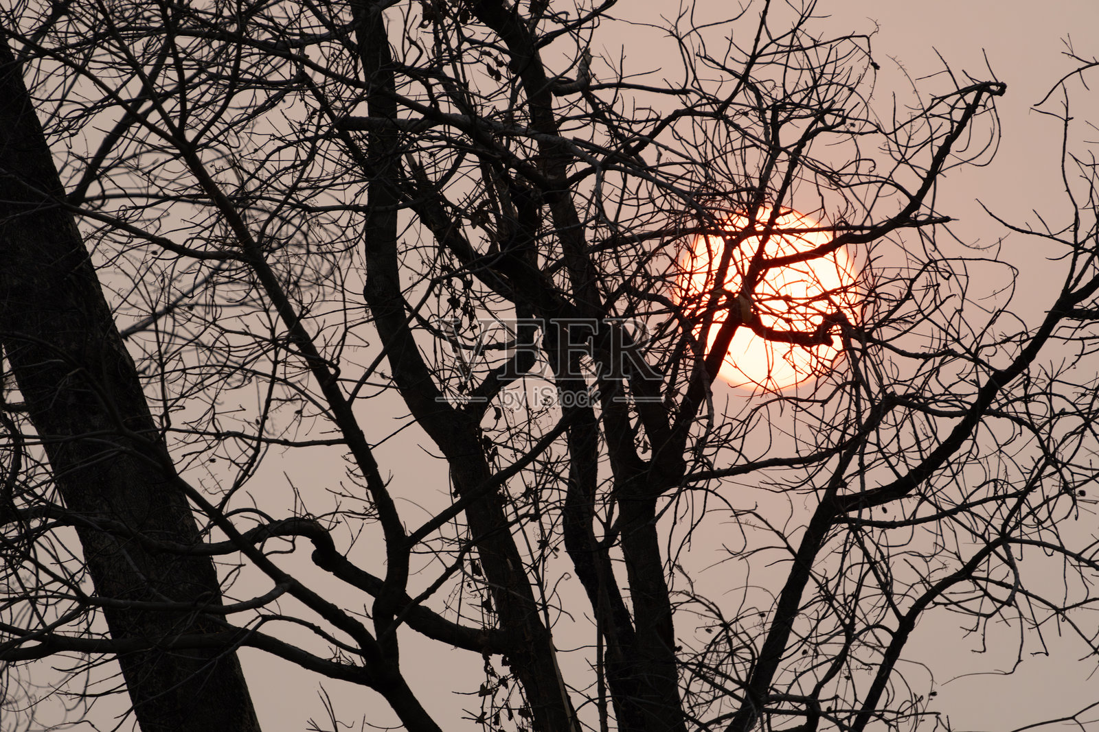 阳光透过烟雾弥漫的天空，树木呈现剪影效果照片摄影图片