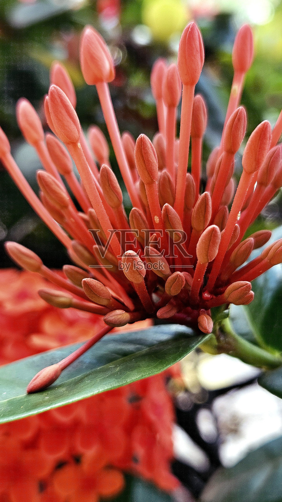 红花照片摄影图片