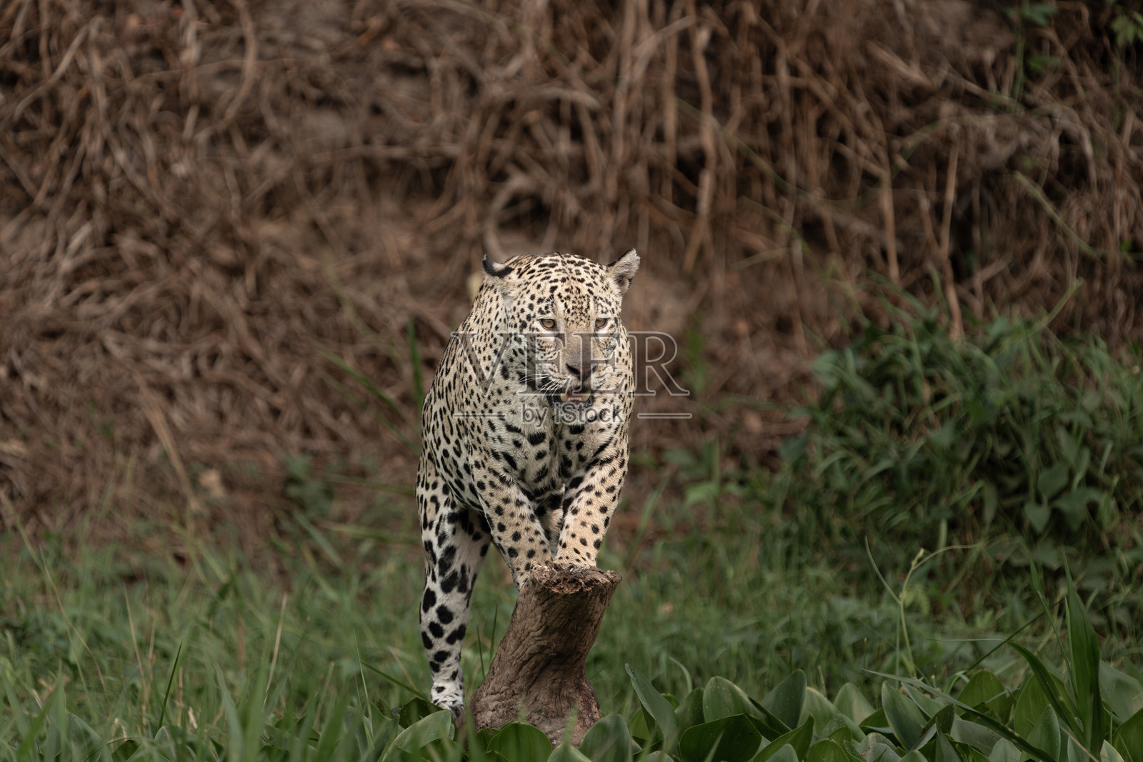 美洲虎在河边的树干上摆姿势拍照照片摄影图片