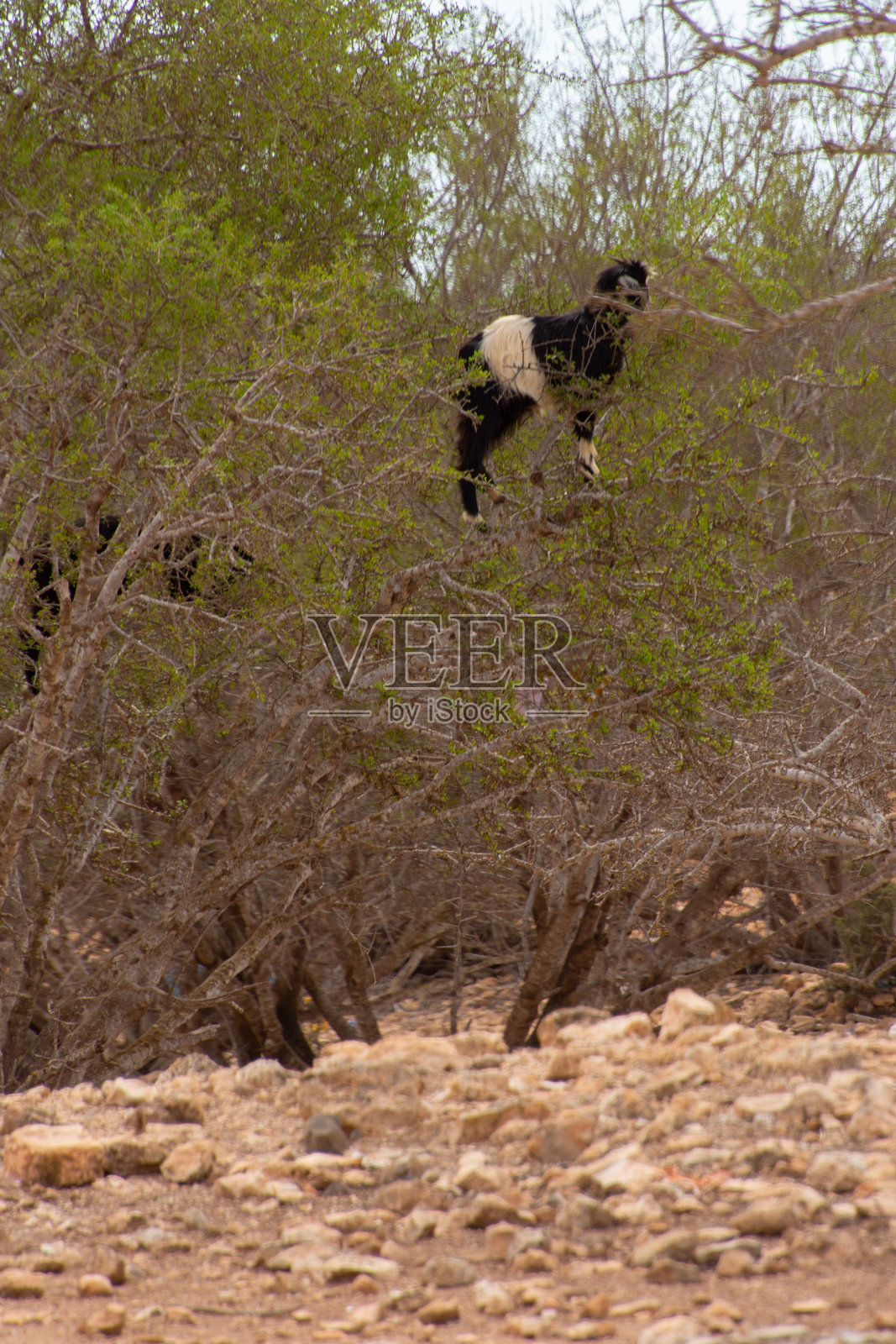 树上的山羊照片摄影图片