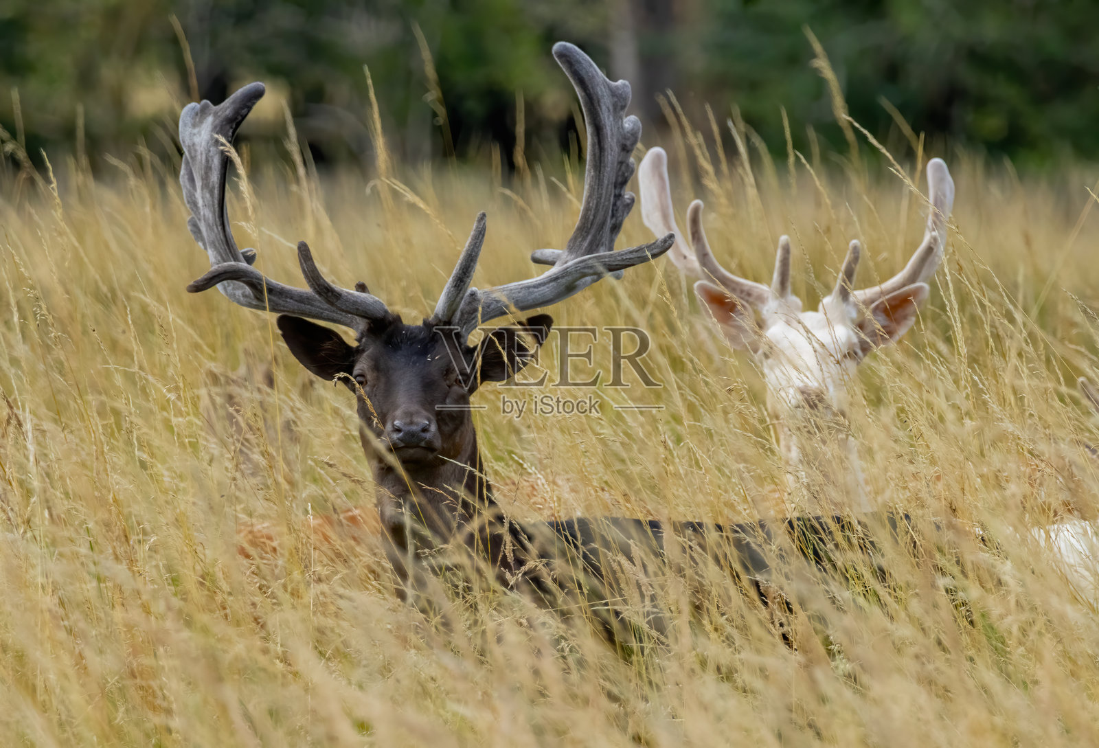 伦敦里士满公园的梅花鹿（Dama dama）照片摄影图片
