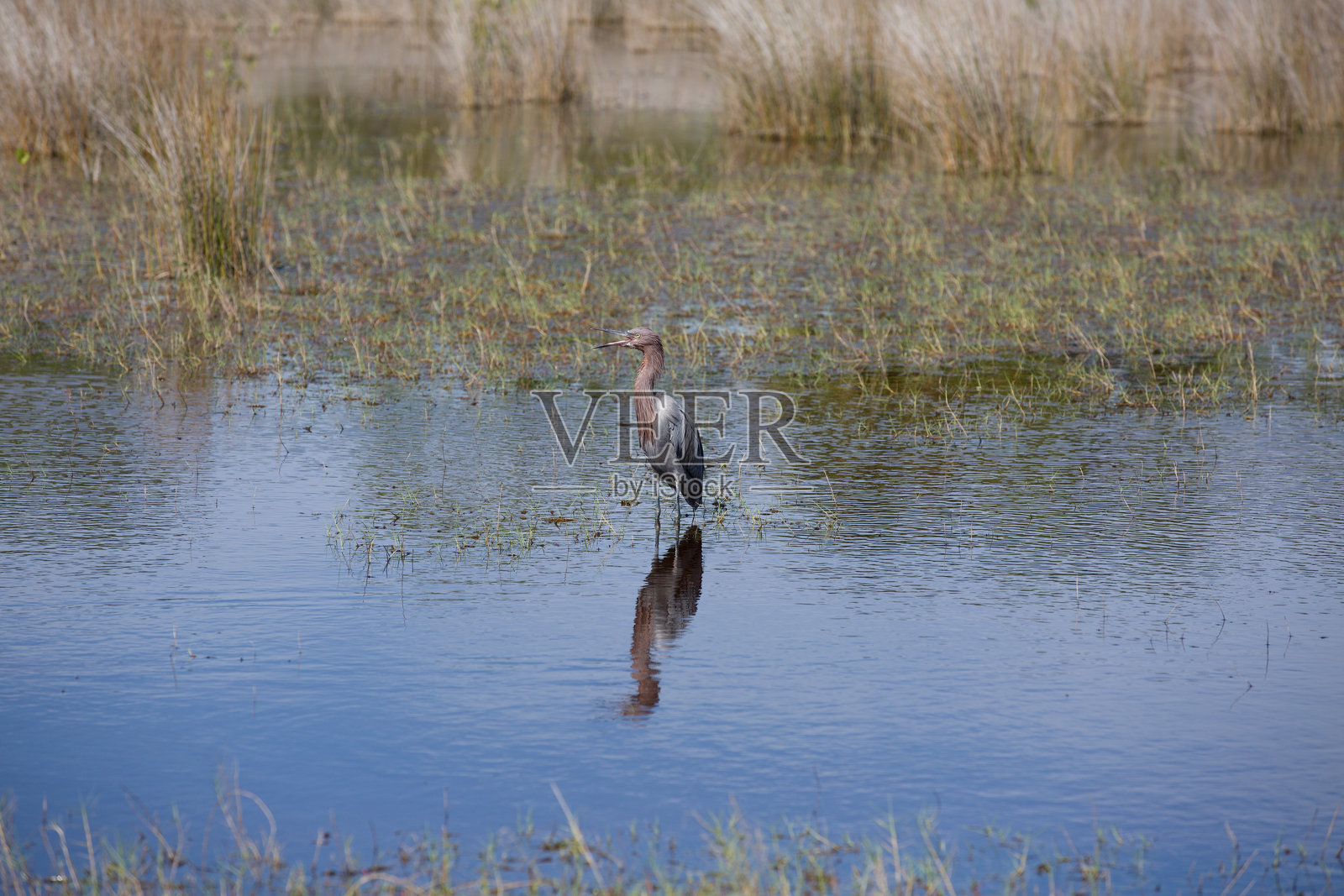 红色苍鹭在梅里特岛国家野生动物保护区捕鱼照片摄影图片