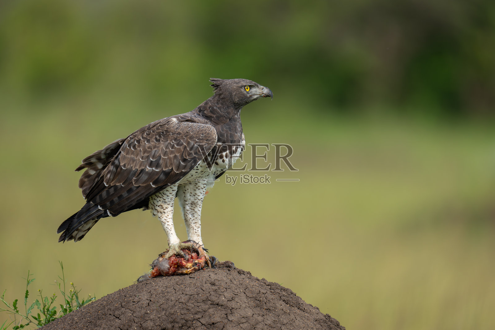捕猎的武士鹰栖息在白蚁 mound 上照片摄影图片