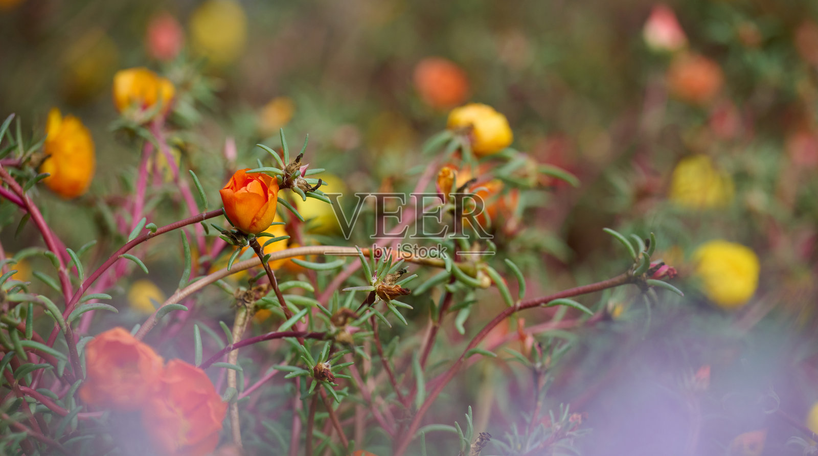 夏日花园中盛开的多彩花朵的多年生多肉植物。大花马齿苋照片摄影图片