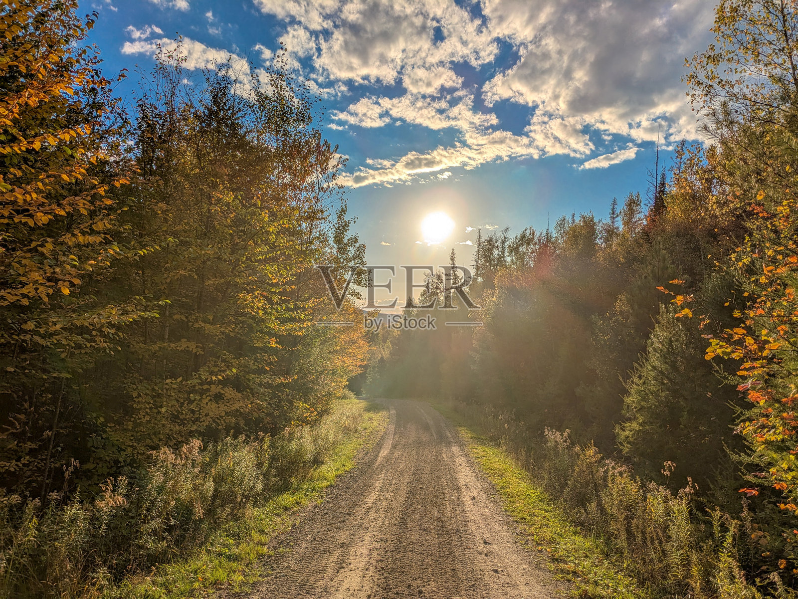日落时分树木间的小路照片摄影图片