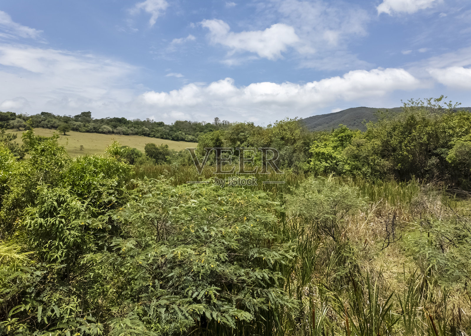 自然中的绿色区域。照片摄影图片