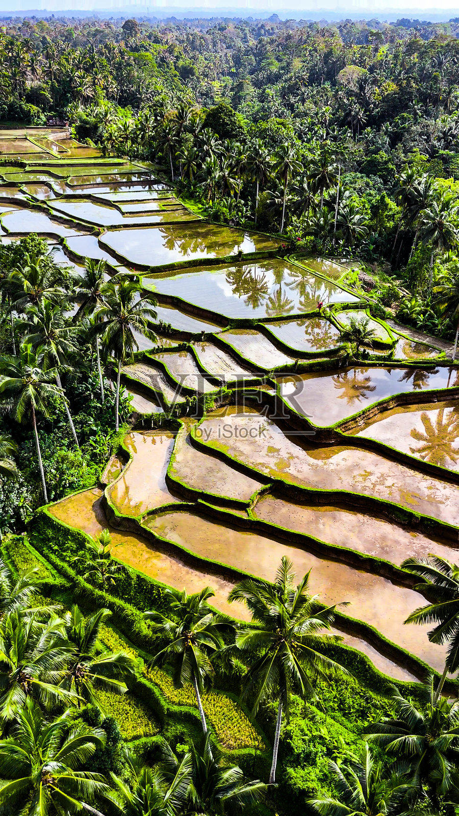 巴厘岛稻田的鸟瞰图，位于巴厘丛林中的山地稻田风景，周围被热带森林环绕的美丽特卡拉朗稻田的鸟瞰图。照片摄影图片