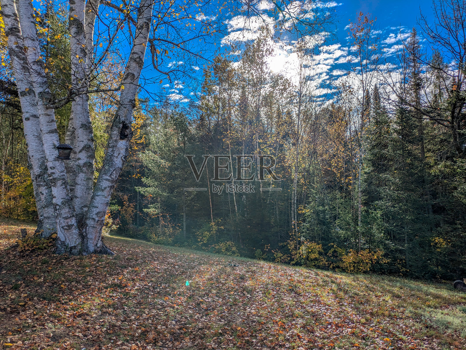 阳光穿过树木的乡村风景照片摄影图片