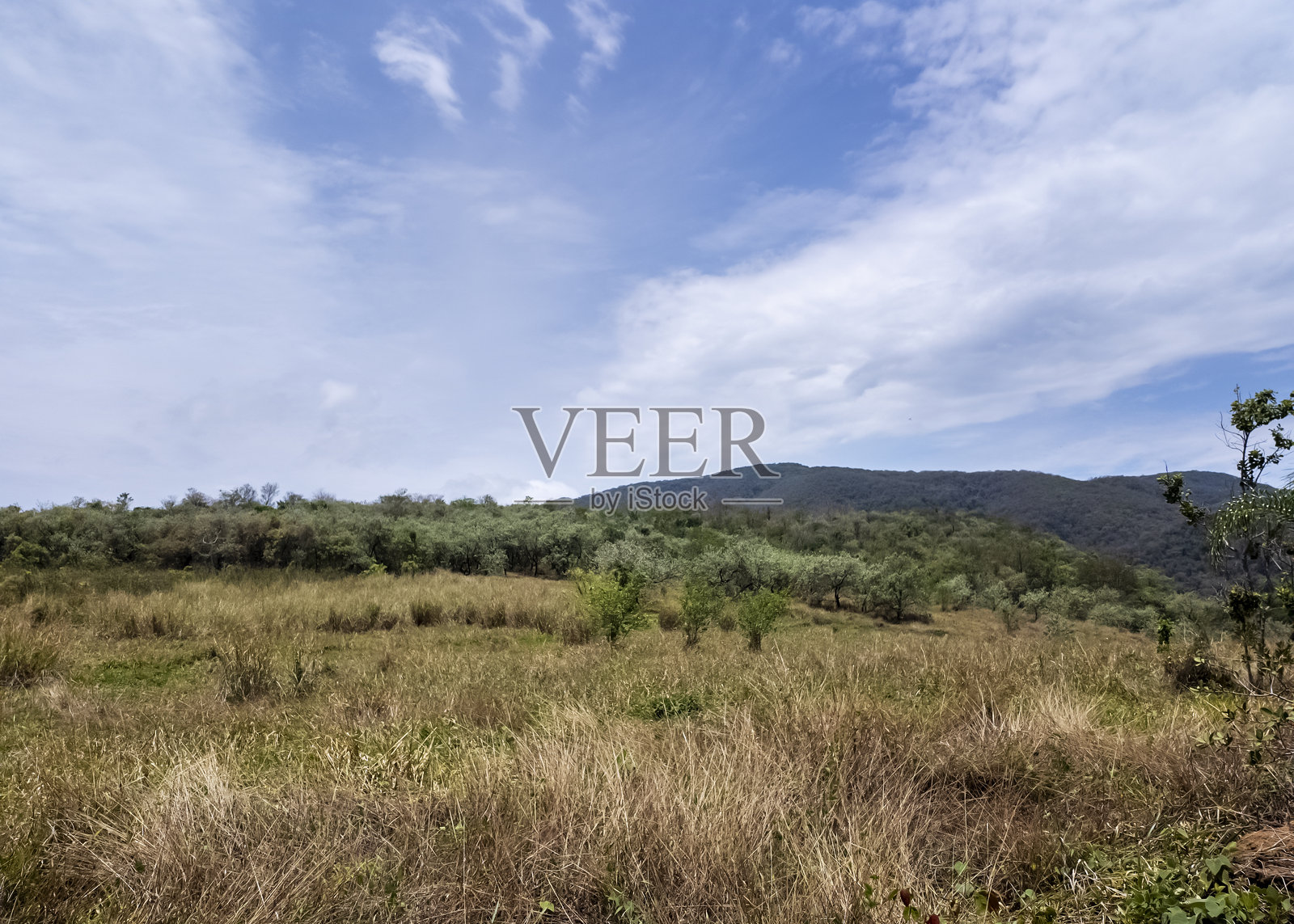 自然中的绿色区域。照片摄影图片