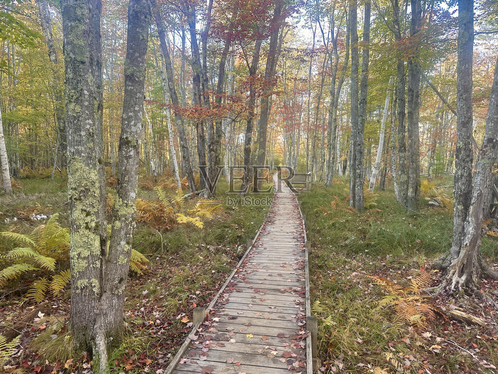 杰萨普小径，阿卡迪亚国家公园照片摄影图片