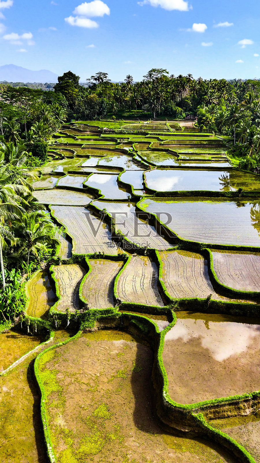 巴厘岛印度尼西亚的稻田空中视角，位于巴厘丛林中的山地稻田风景，空中俯瞰被热带森林环绕的美丽特卡拉朗稻田。照片摄影图片