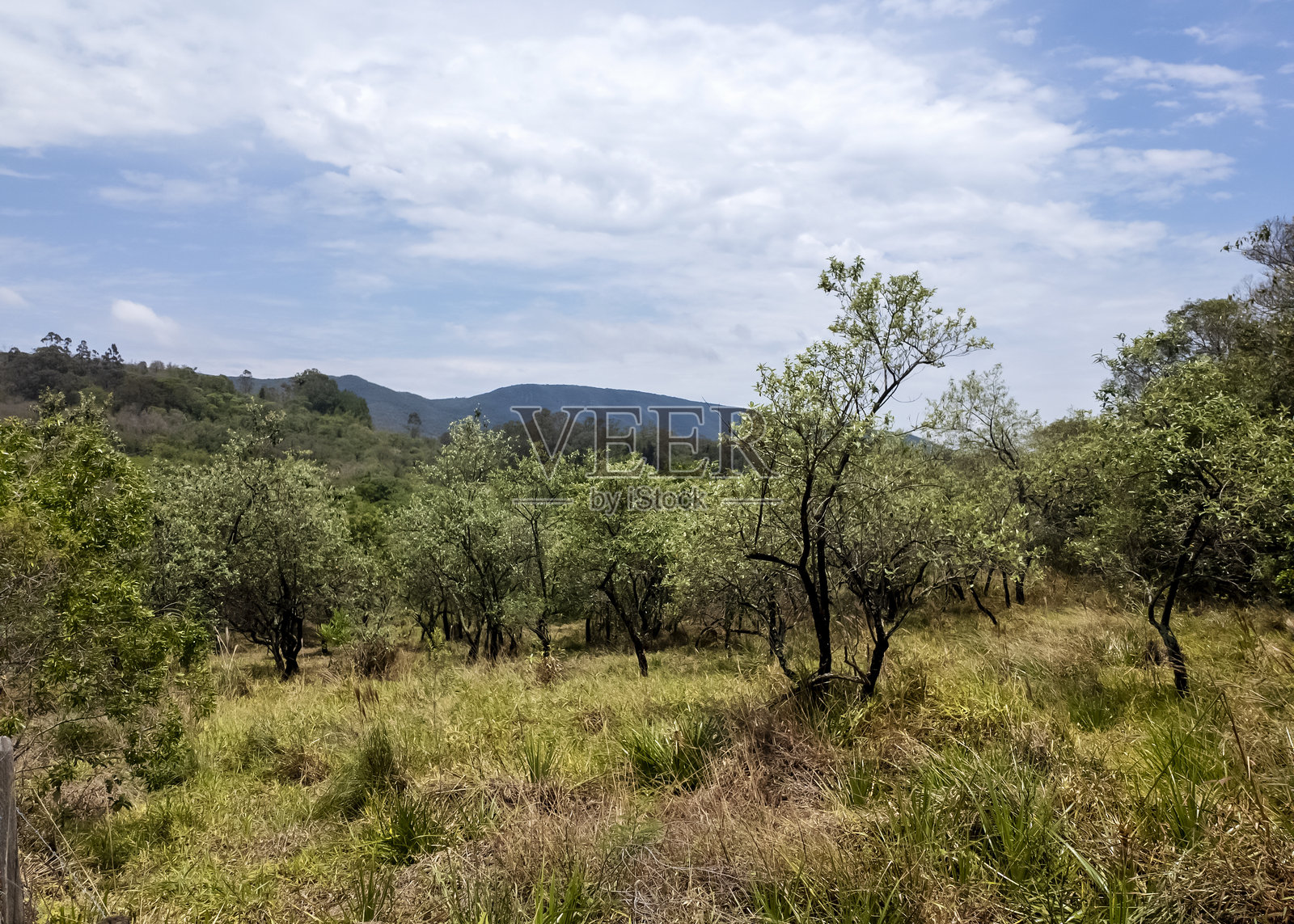 自然中的绿色区域。照片摄影图片