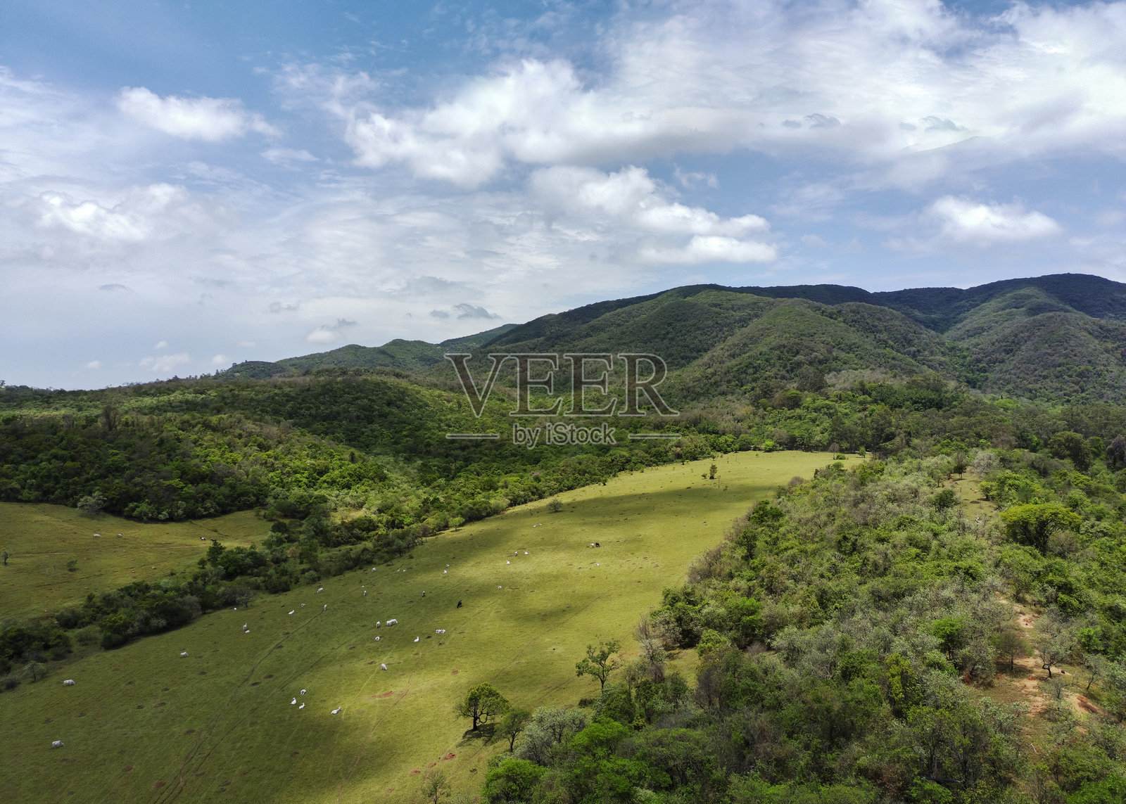 自然中的绿色区域。照片摄影图片